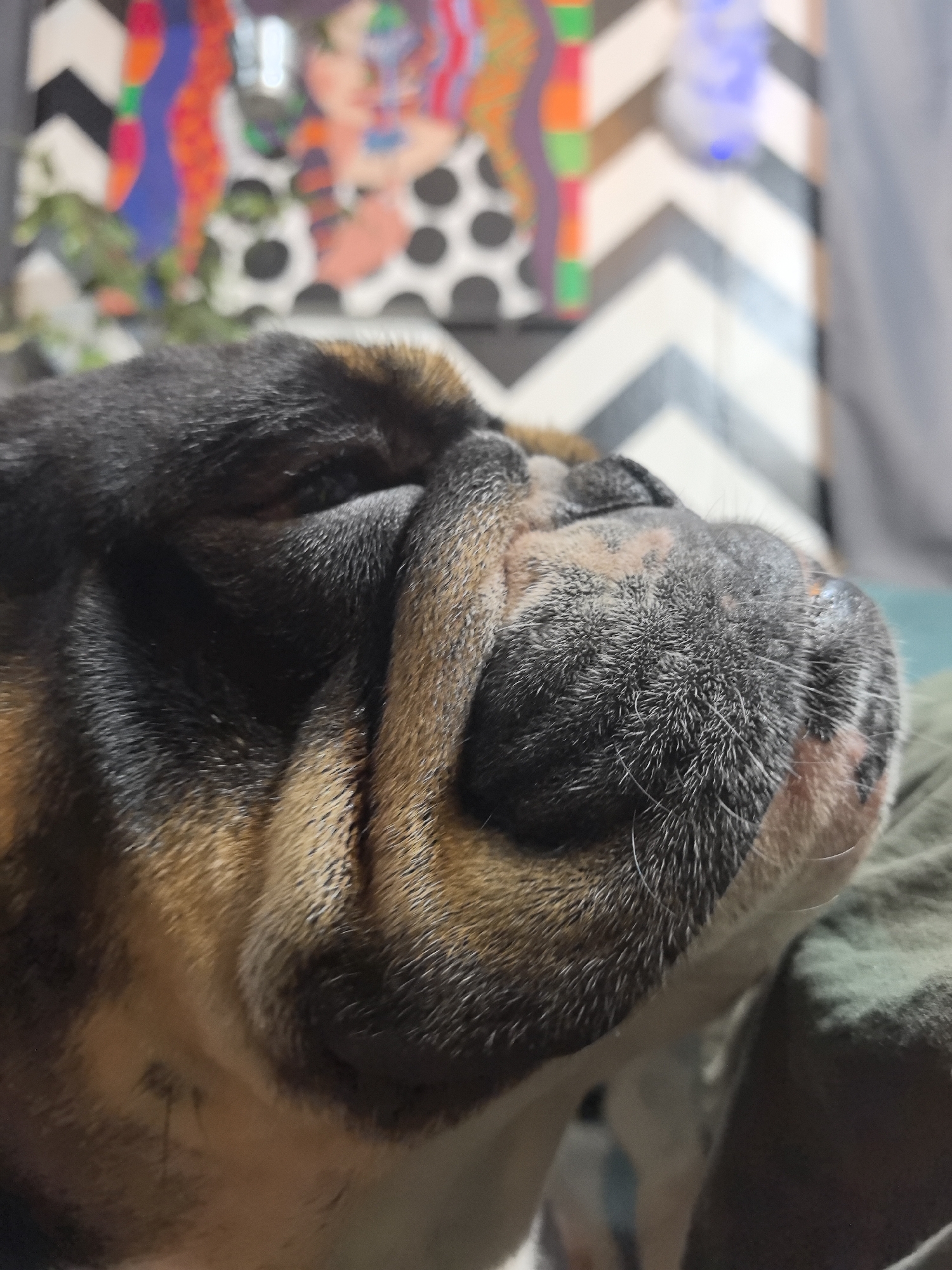 A close-up shot captures the face of a bulldog, revealing its wrinkles and folds of skin. The dog's fur is a mix of black, brown, and white. The dog is resting against an individual's chest, covered in dark green fabric. In the blurry background, there is a wall, with colorful artwork.