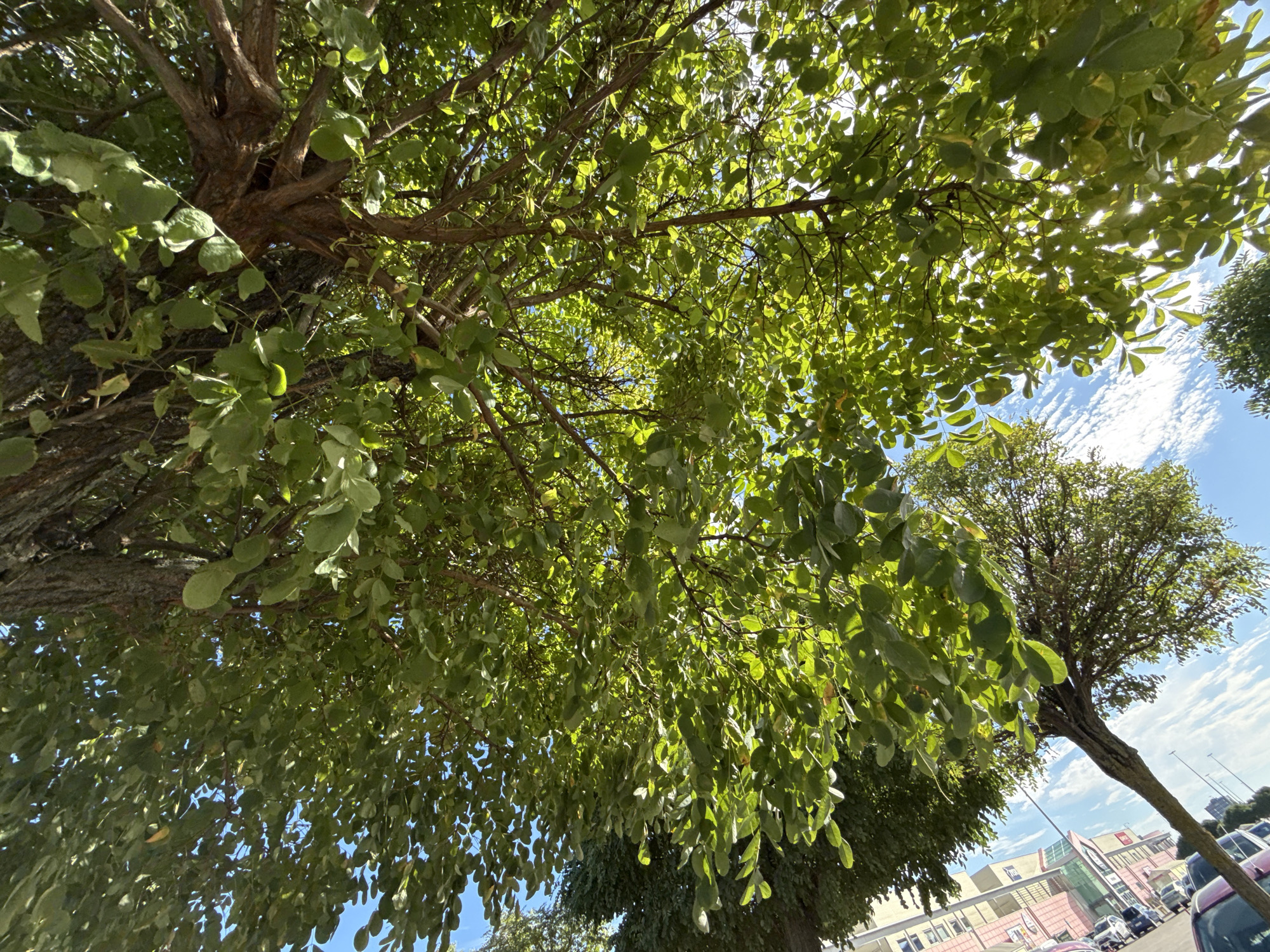 The image depicts an upward view through the branches and lush green foliage of a tree on a bright, sunny day. The sky is a clear blue with scattered white clouds. Sunlight filters through the leaves, creating dappled patterns of light and shadow.
In the background, on the left side of the image, a portion of a building complex is visible. This building appears to be multi-story with a light-colored facade and some colored accents. Adjacent to the building, several cars are parked in what seems to be a street or parking area. Another tree with a more sparse canopy is also visible, its trunk angled.
The overall scene suggests an outdoor environment within a developed area, possibly a street or a park next to buildings. The orientation of the photo, looking directly up, emphasizes the canopy of the tree against the sky. The location is identified as Bielany Wrocławskie, Poland.