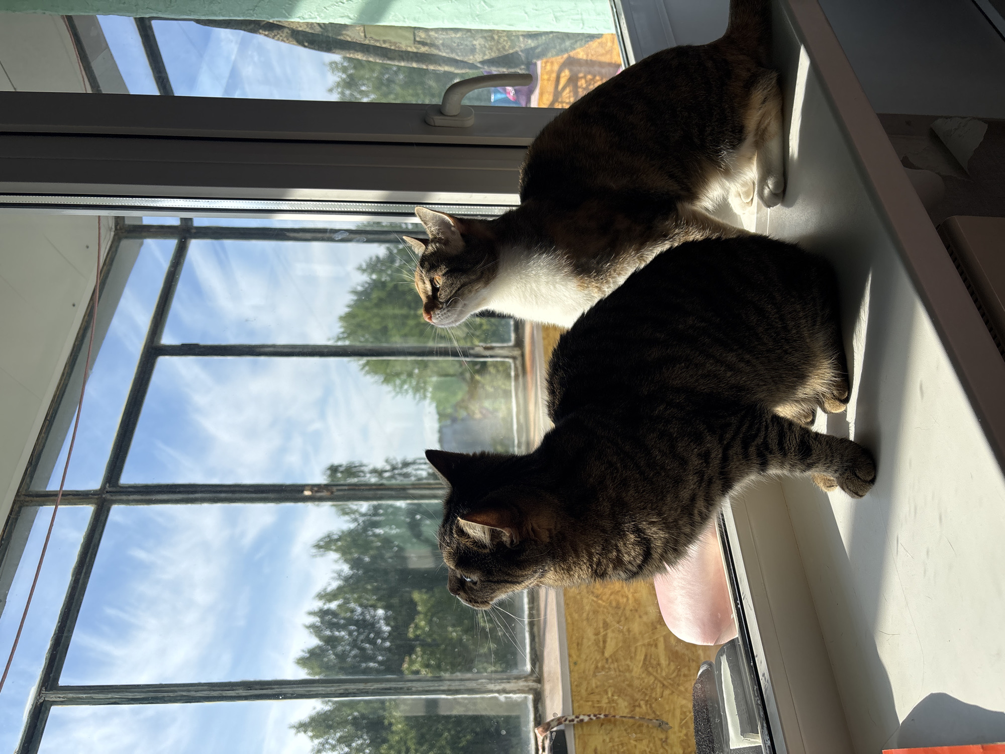 Two domestic cats are captured sitting side-by-side on a sunlit windowsill, both intently gazing out a multi-paned window. The cat closer to the foreground is a dark tabby with prominent black and brown stripes, its profile clearly visible as it looks forward. Behind it, a second cat, a lighter tabby with a significant amount of white fur on its chest and face, also observes the outdoors.
Strong, natural sunlight streams through the window, brightly illuminating the cats' fur and casting distinct shadows on the white windowsill. The light suggests a clear, sunny day, likely morning or afternoon.
Beyond the window, a vibrant blue sky is visible, adorned with scattered wispy clouds. The mid-ground reveals lush green trees, hinting at a natural or suburban environment. The window itself features dark, possibly aged frames that divide the glass into several sections. The overall scene depicts a peaceful moment of domestic animals enjoying a bright day from their vantage point in Chaikovsky, Russia. No text is visible in the image.