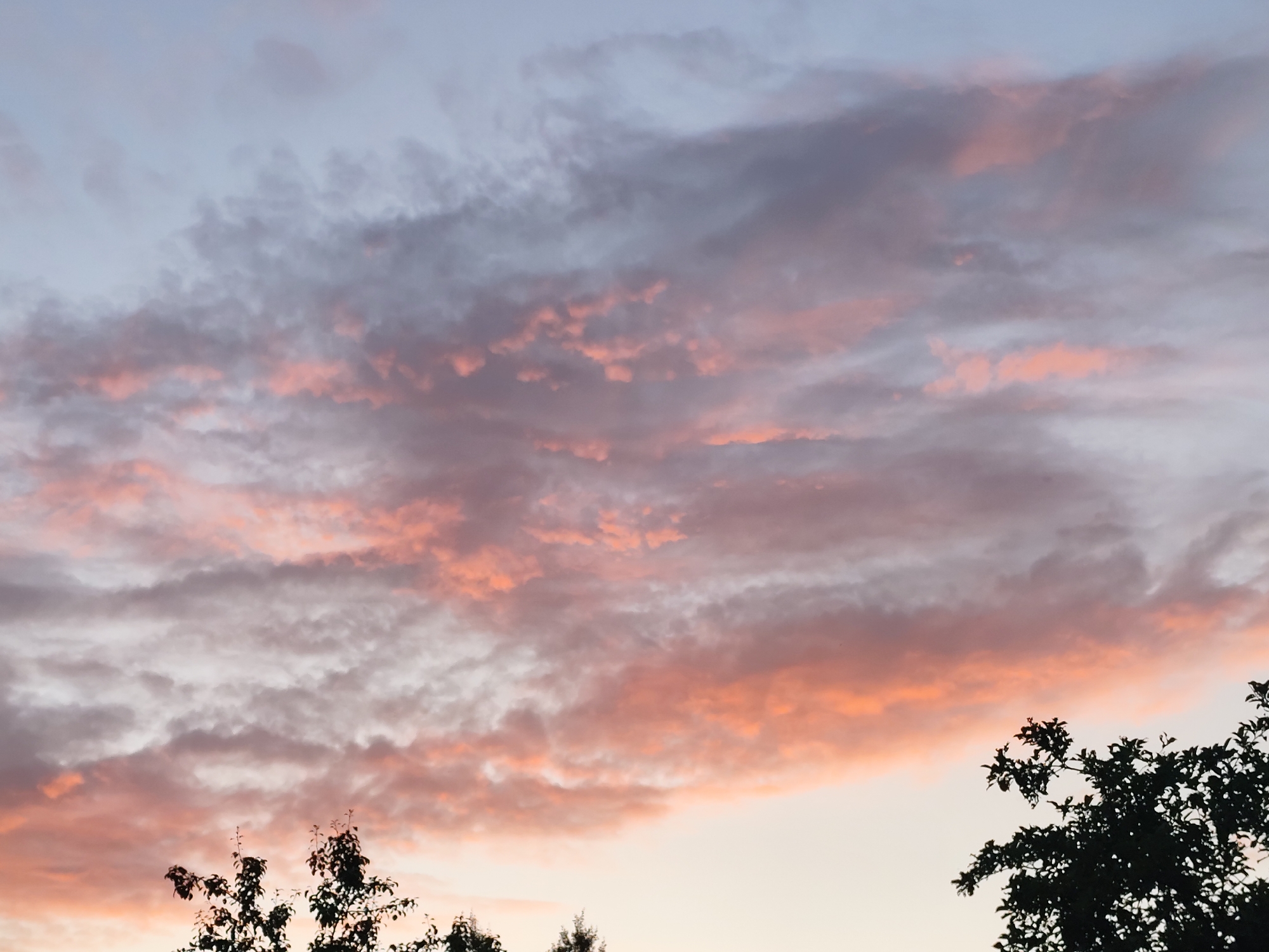 This is a horizontal, medium-shot photograph of a twilight sky over Kolpakovo, Russia. The sky is filled with scattered, wispy clouds tinged with shades of pink and orange from the setting sun. The clouds appear layered, with some darker, purplish clouds higher up and lighter, more illuminated clouds below. In the foreground, the silhouettes of tree branches and leaves are visible against the sky, primarily on the right and left sides of the frame. The overall atmosphere is serene and peaceful, typical of a sunset scene.