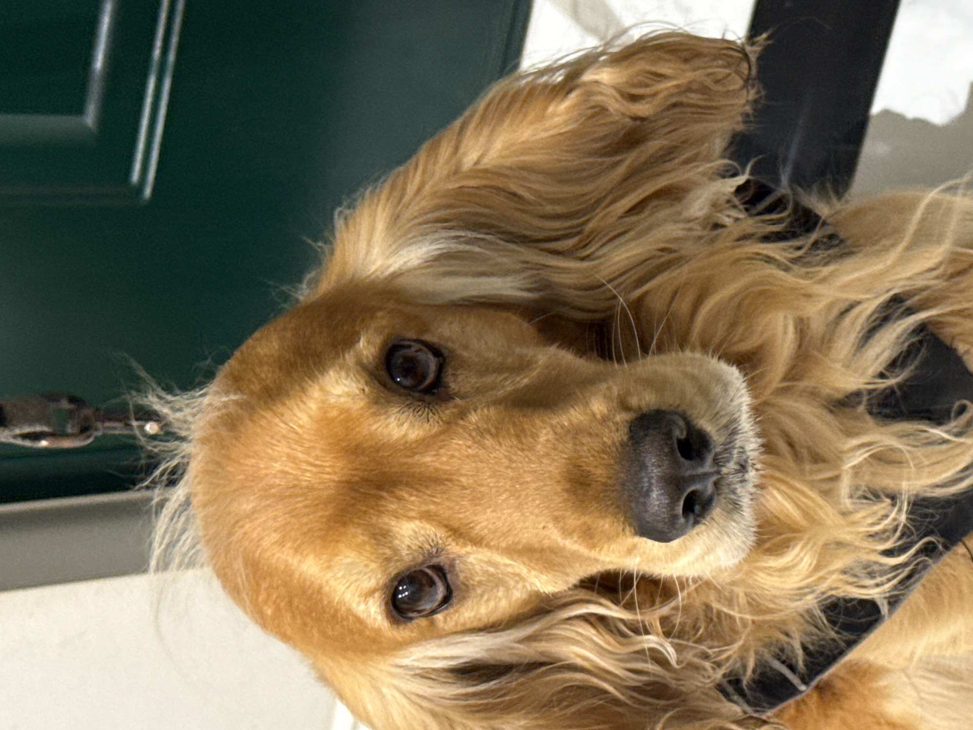 A close-up, eye-level shot shows a golden-colored dog's head from the nose up. The dog's face is mostly in focus, with the background slightly blurred. The dog has dark, expressive eyes, a black nose, and long, wavy fur that extends down its face and ears. The dog is wearing a black harness or collar that is visible around its neck. The background consists of a white wall on the left, a dark green door on the right, and a striped surface in the foreground. The lighting appears to be natural, casting soft shadows. The scene suggests the dog is either indoors or by an entrance.