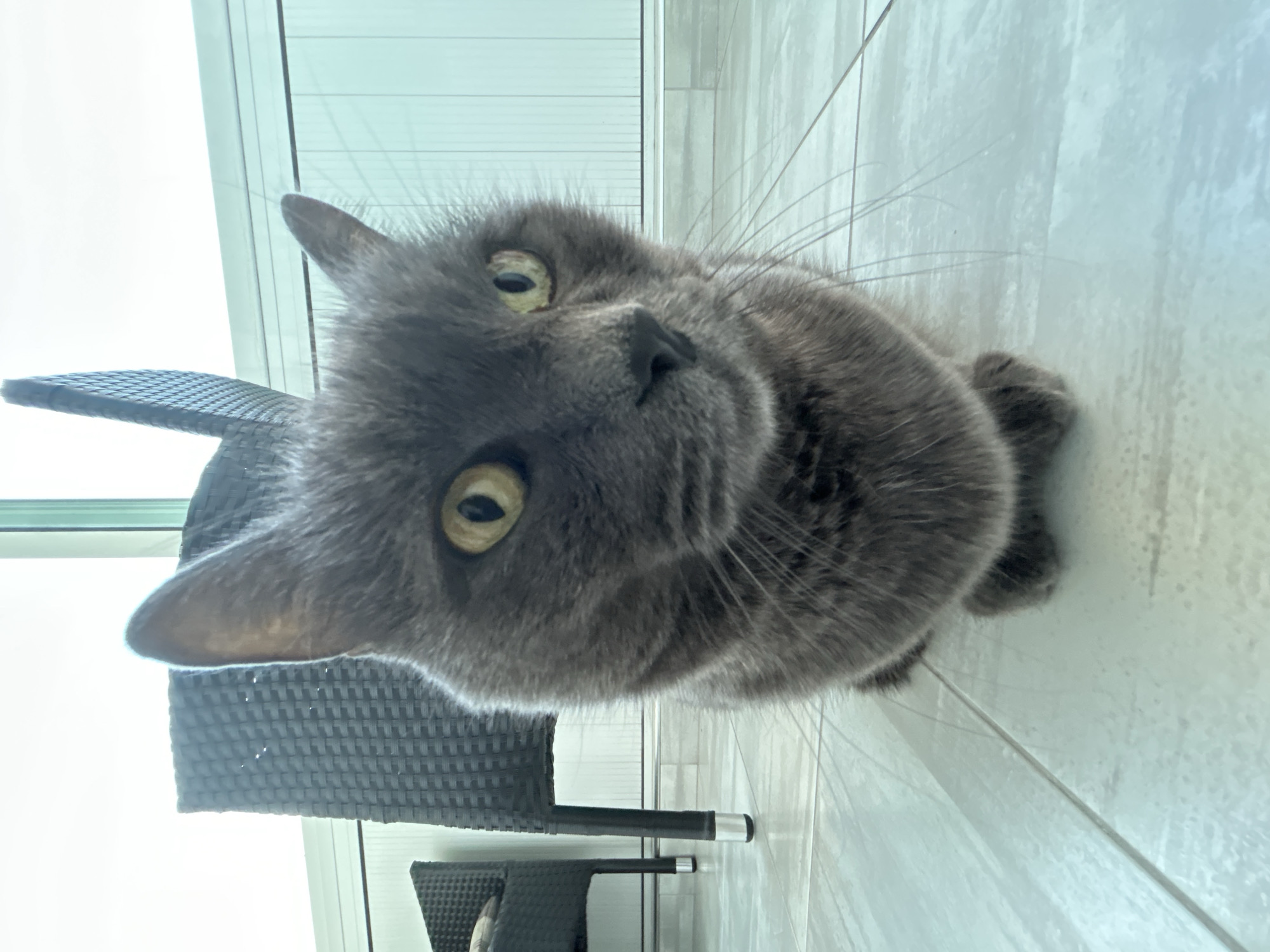 A gray cat is looking directly at the camera. The cat's face is the primary focus of the image, with its yellow eyes and dark nose. The cat is positioned next to a dark-colored wicker chair. The background includes a large window. The location of Veliko Tarnovo, Bulgaria is not ascertainable from the image.