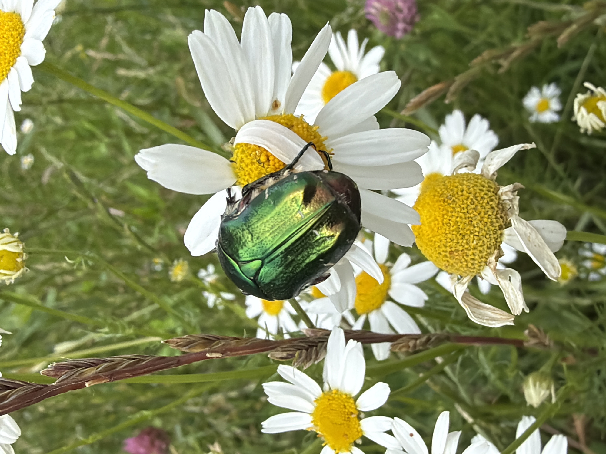 A close-up, eye-level shot captures a metallic green beetle perched on the yellow center of a white daisy. The beetle's iridescent shell reflects light, showcasing shades of green and copper. Its legs are visible, clinging to the daisy's petals and center. The daisy, along with several other white daisies and hints of pink clover, are set against a blurred green background of grass and foliage. The scene is devoid of human presence and takes place in an outdoor, natural environment, potentially a park or garden in Kazan, Russia.