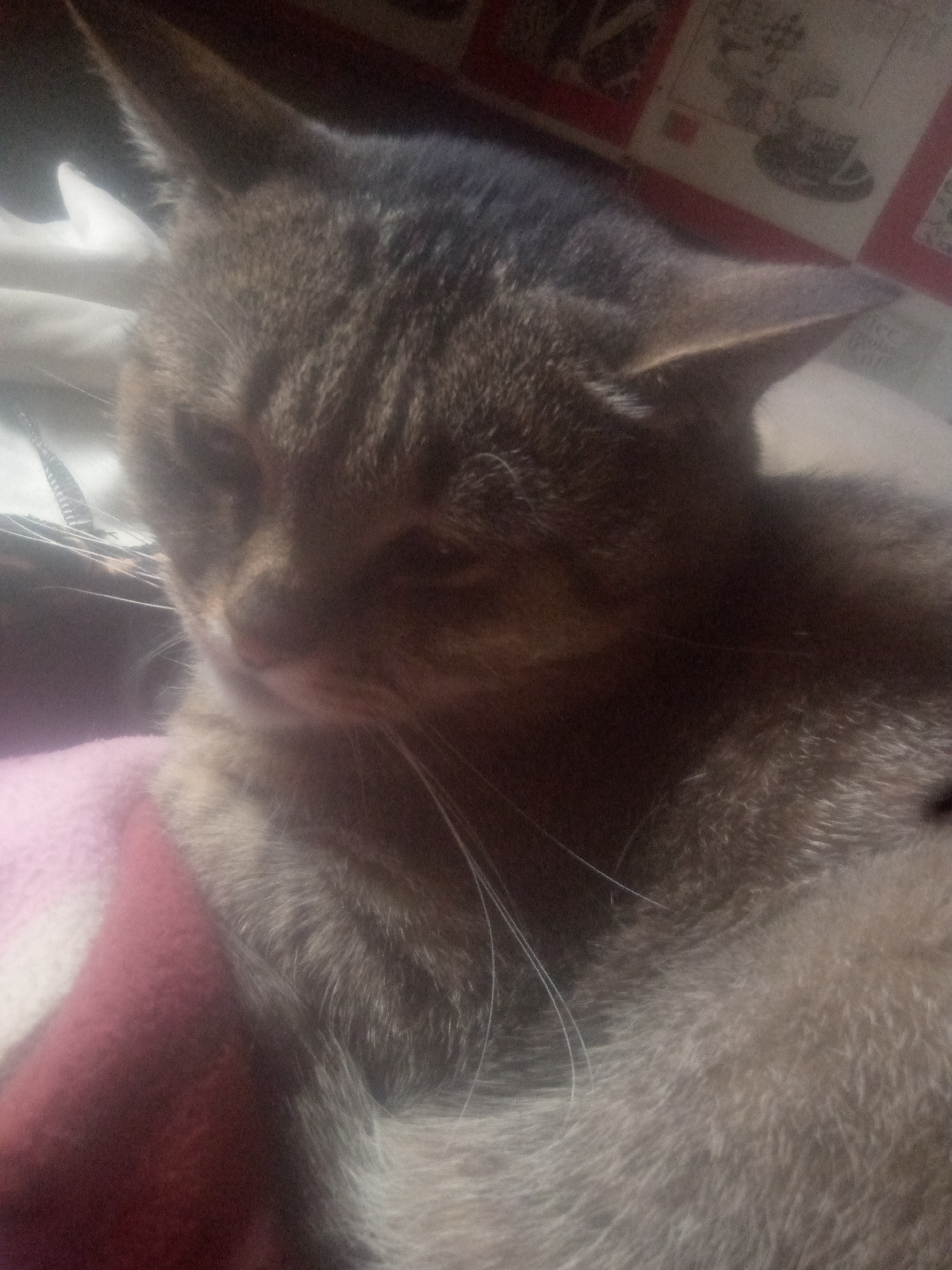 A close-up, low-angle shot shows the head and upper body of a domestic cat. The cat appears to be lying down, with its head resting on a pink blanket. Its fur is a mix of brown and gray tabby markings. The cat's eyes are partially closed, and its mouth is slightly open, revealing a pink tongue. The background is out of focus, but it appears to be an indoor setting with some sort of patterned fabric or wallpaper. There is no indication of the cat's location in Chernihiv, Ukraine.