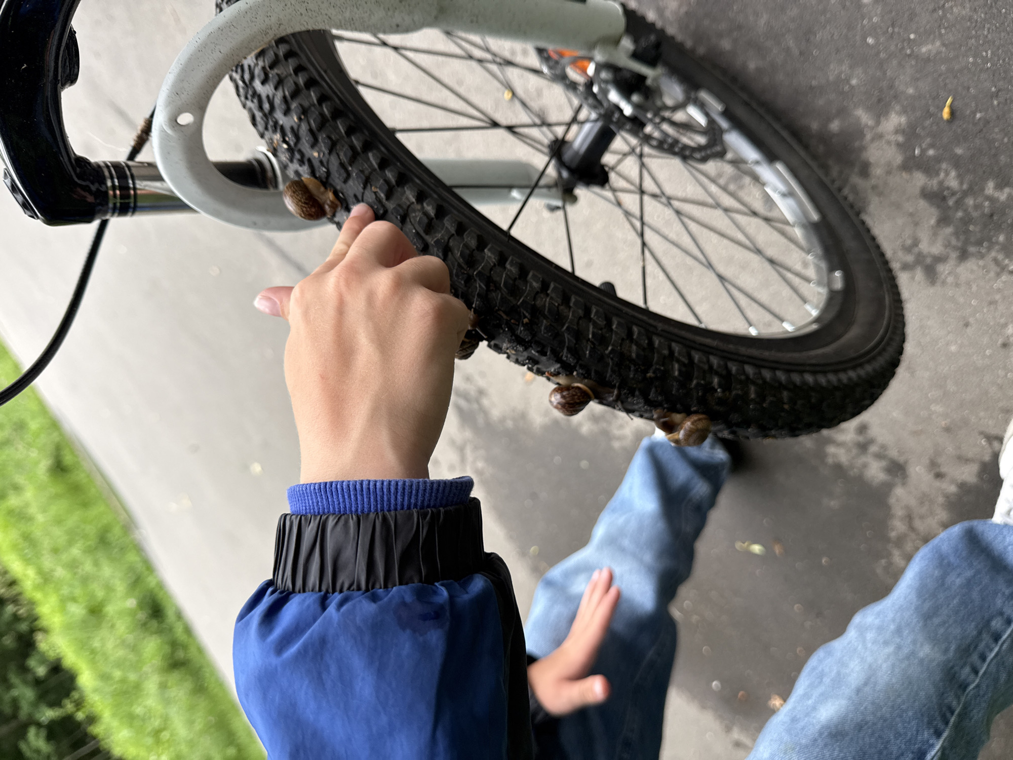 The image shows a close-up view of a bicycle tire with several snails on it. A person's hand is reaching out, with a finger pointing towards one of the snails on the tire. The person is wearing a blue jacket and blue jeans. The scene appears to be outdoors, with a blurred background of greenery and a paved surface. The location is specified as Moscow, Russia.