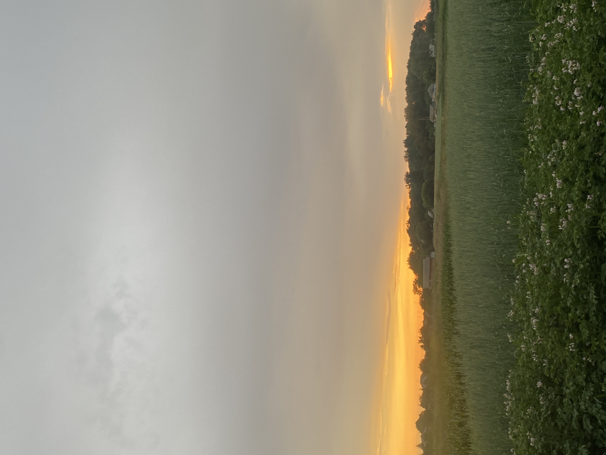 A wide shot captures a sunset over a rural landscape. The sky is a gradient of soft grays and oranges, with a bright band of yellow light near the horizon. In the foreground, a field of green crops, possibly potatoes with small white flowers, stretches across the bottom of the frame. Behind this, a taller field of wheat or corn is visible. In the mid-ground, a line of trees forms a dark silhouette against the sky, and scattered buildings, appearing to be houses or farm structures, are visible amongst them. The scene is peaceful and devoid of human presence.