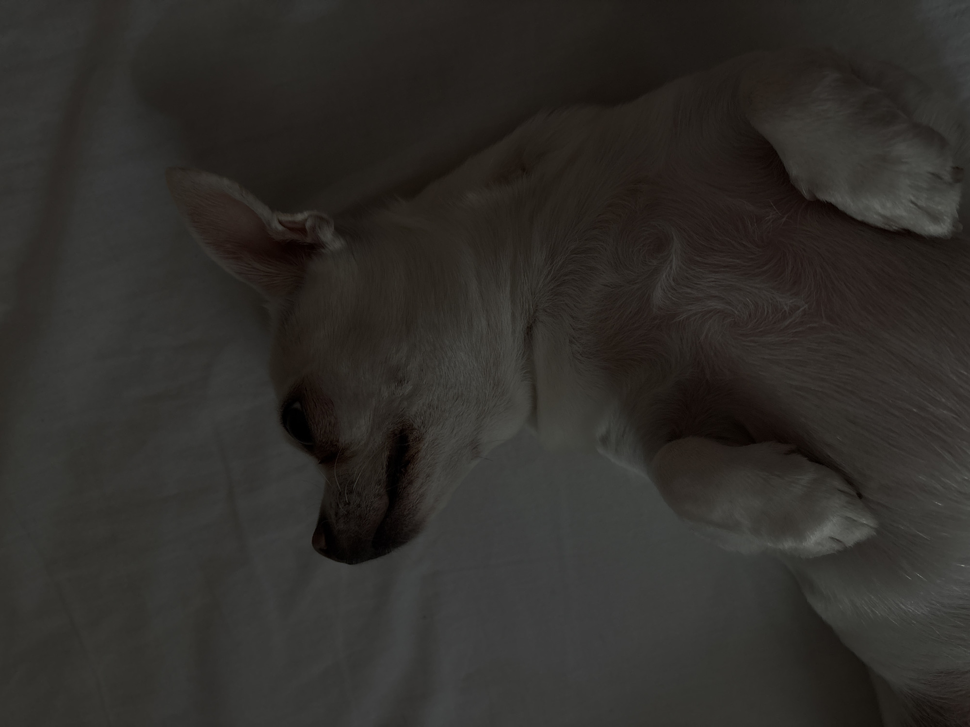 A light-colored Chihuahua dog is lying on its back on a white surface, possibly a bed or couch. The dog's head is tilted upwards and to the left, with its eyes closed and mouth slightly open. Its front paws are curled upwards. The lighting is dim, casting shadows that obscure some of the dog's body and the surrounding environment. No specific location in Shepetivka, Ukraine can be identified from the image.