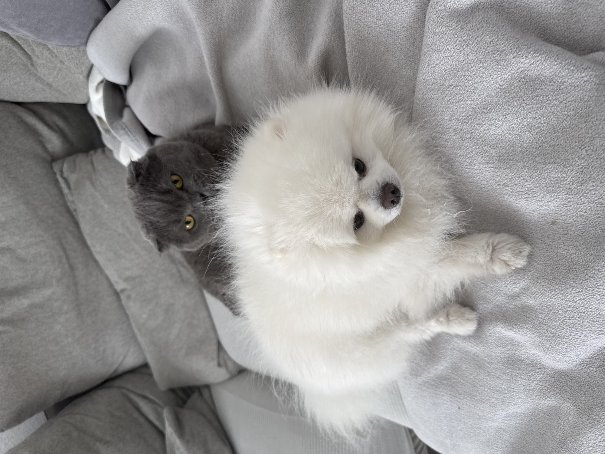 A gray Scottish Fold cat and a white Pomeranian dog are lying on a light gray textured blanket. The cat is positioned to the left of the dog and has yellow eyes. The dog is lying on its side with its paws outstretched. The background includes a gray pillow or blanket. The location is not ascertainable from the image.