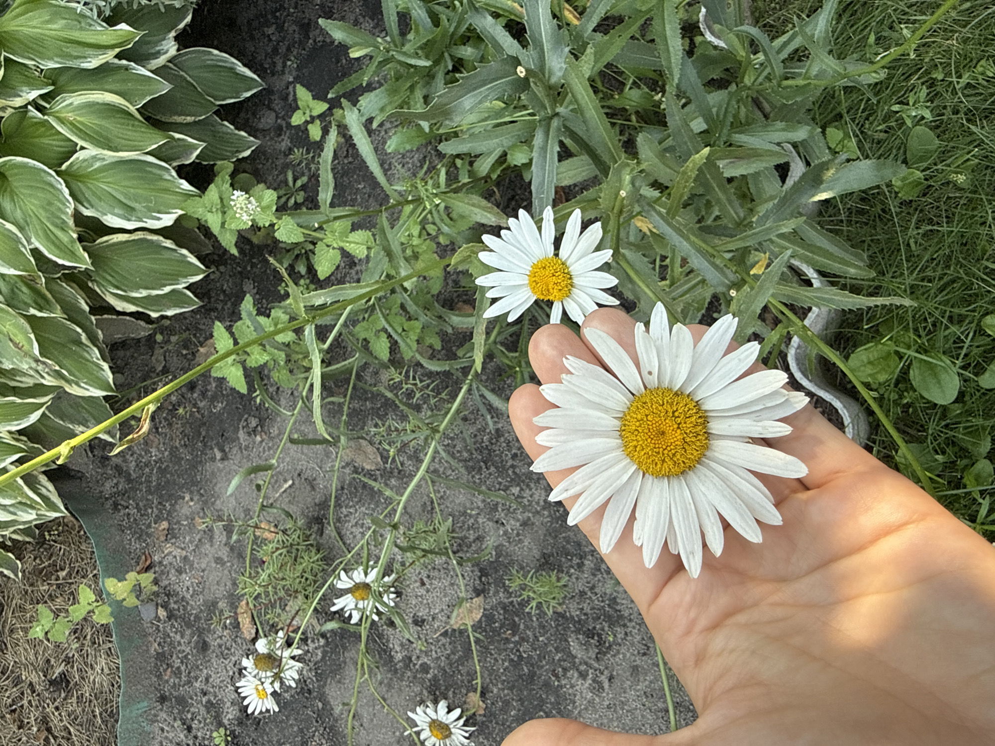 A human hand, exhibiting an organic skin tone and subtle creases, is positioned in the foreground, gently supporting a white daisy with a yellow center. The daisy is in full bloom, with its petals slightly curved and catching the light. In the background, a garden scene unfolds. Several other white daisies with yellow centers are visible, some appearing wilted or in earlier stages of bloom. Lush green foliage from a hosta plant with variegated white and green leaves forms a dense backdrop in the upper portion of the image. The ground appears to be a mixture of soil and mulch, with some patches of grass and smaller green plants. The overall environment suggests an outdoor setting in a garden. The specific location is Arzyanka, Russia.