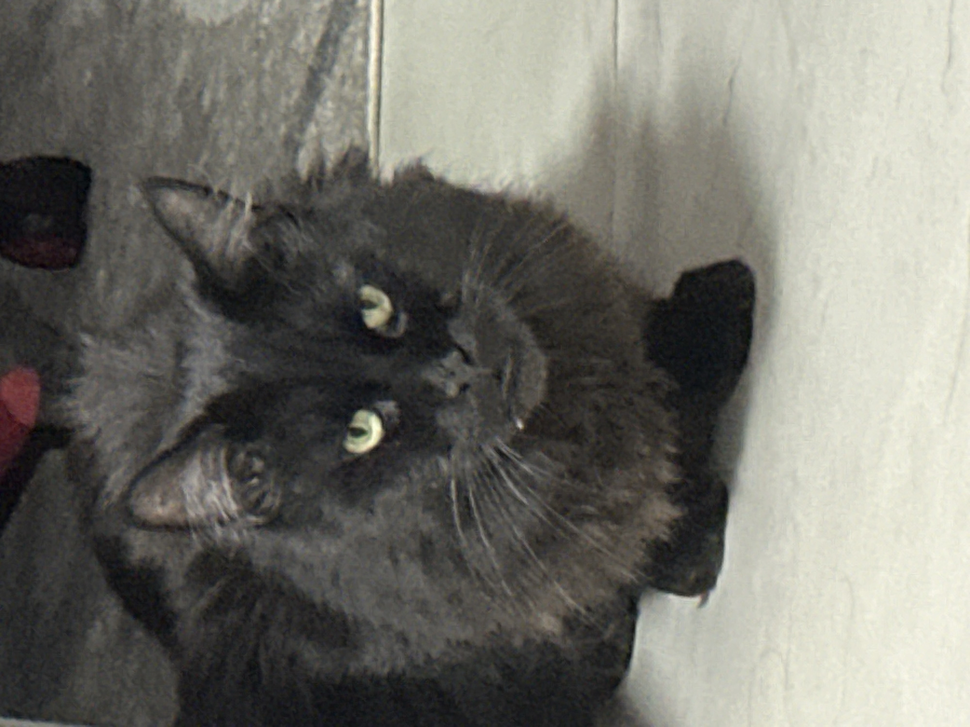A close-up, slightly angled shot depicts a fluffy black cat with green eyes. The cat is indoors, positioned near a white wall. No people are visible. There is no evidence to suggest this image was taken in the city of Chaikovsky, Russia.