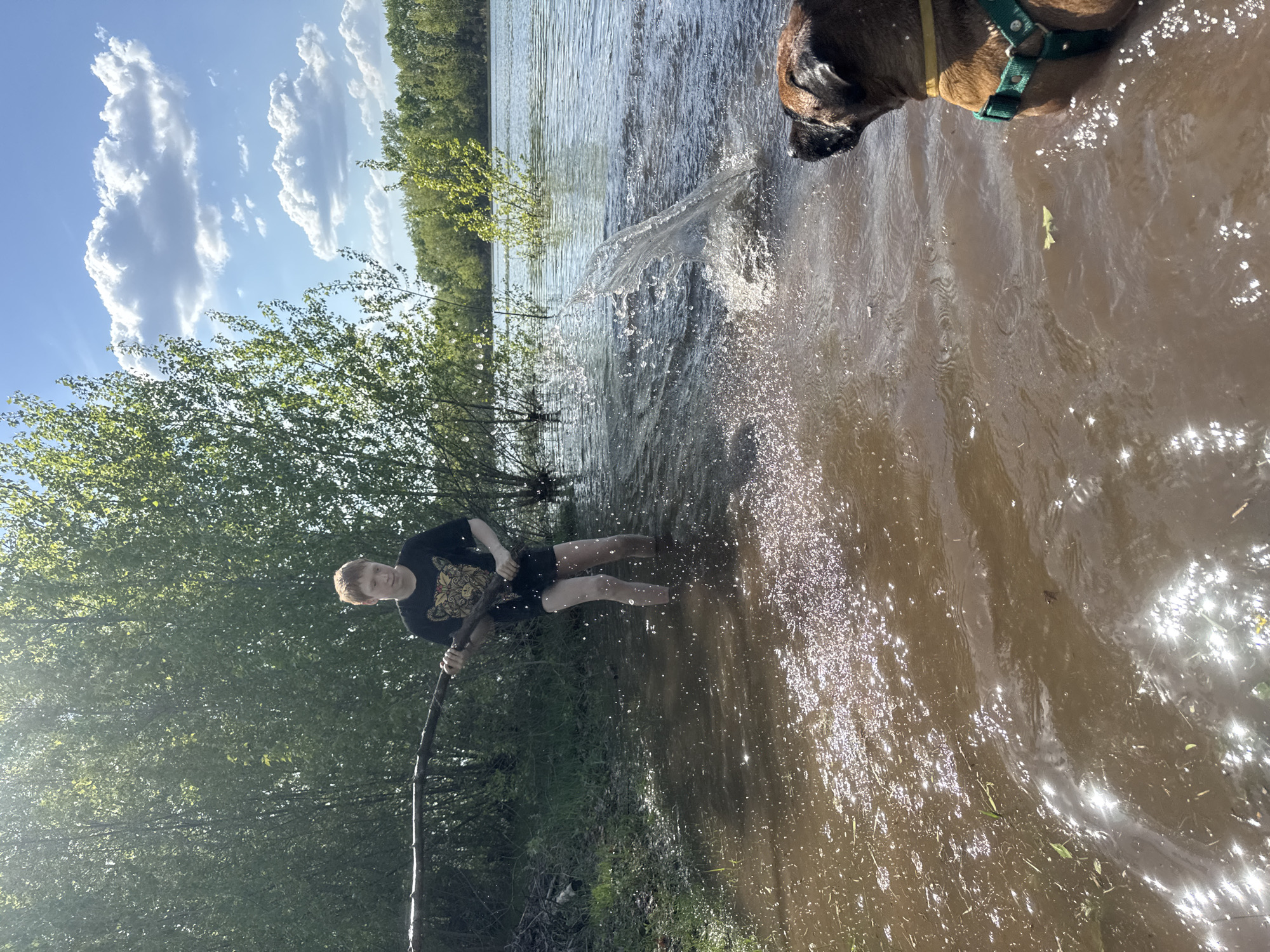 A bright outdoor shot shows a person and a dog in shallow water, possibly a lake or river. The person, appearing to be a young adult, is standing in the water holding a long stick. The dog, a Boxer breed wearing a green collar, is partially visible in the water near the right edge of the image. Water is splashing in the mid-ground. The background shows a line of trees and a sky with clouds. The location is Chaikovsky, Russia.