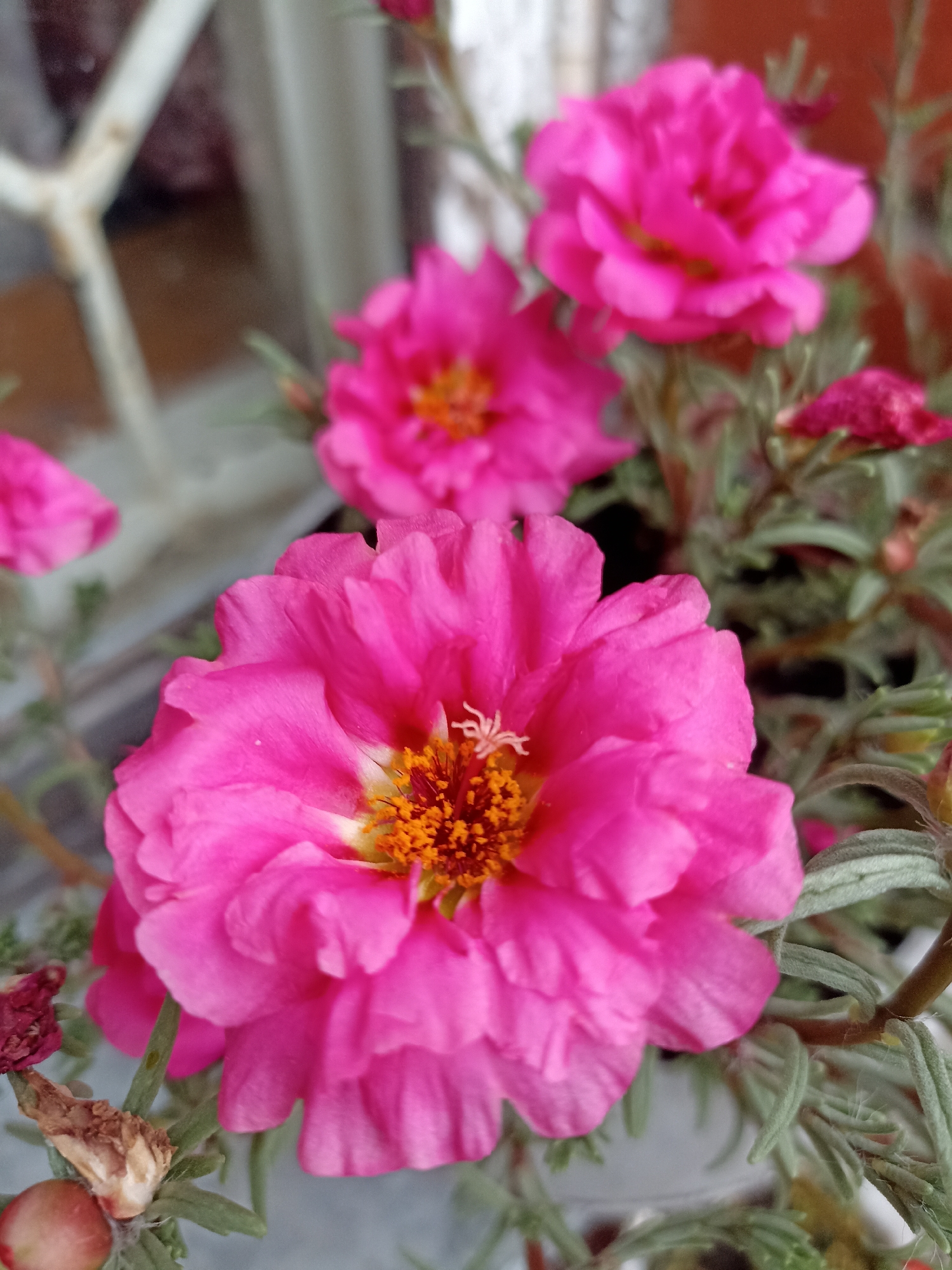 A close-up, slightly out-of-focus shot shows several bright pink flowers, likely purslane, with yellow-orange centers. The flowers are layered with ruffled petals. One flower in the foreground is sharply in focus, revealing its intricate details. The background is blurred, showing hints of a white-barred structure, possibly a window or fence, and a reddish-brown object. The plant has fleshy, grayish-green leaves. The image composition emphasizes the vibrant color and delicate structure of the flowers. There is no discernible location in Mochische, Russia.