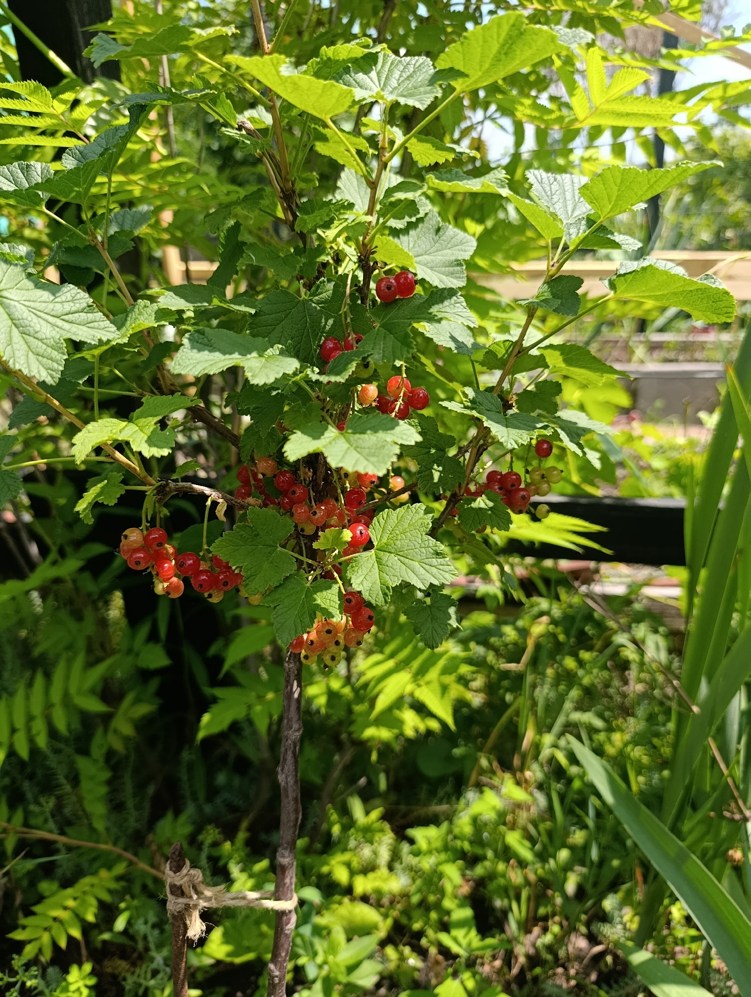 The image shows a red currant bush with ripe red berries. The bush is growing in a garden with lush green foliage surrounding it. The sun is shining, casting dappled light on the leaves and berries. The location is likely outdoors in a residential area. There are no people or animals visible in the image. The scene is calm and peaceful. The image was taken in Bratske, Ukraine.