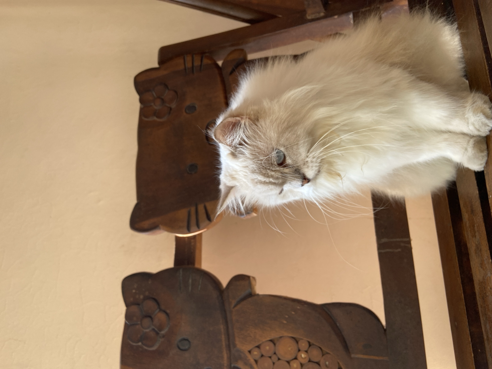 In Margorejo, Indonesia, a long-haired, cream-colored cat with blue eyes sits on a wooden bench. The cat is positioned to the right of two carved wooden decorations resembling Hello Kitty characters. The background consists of a plain, textured wall in a light beige color. The lighting suggests an outdoor or semi-outdoor setting. The cat is looking downwards, with its fur appearing soft and fluffy. The wooden bench and the carved decorations appear weathered, indicating they might be outdoors.