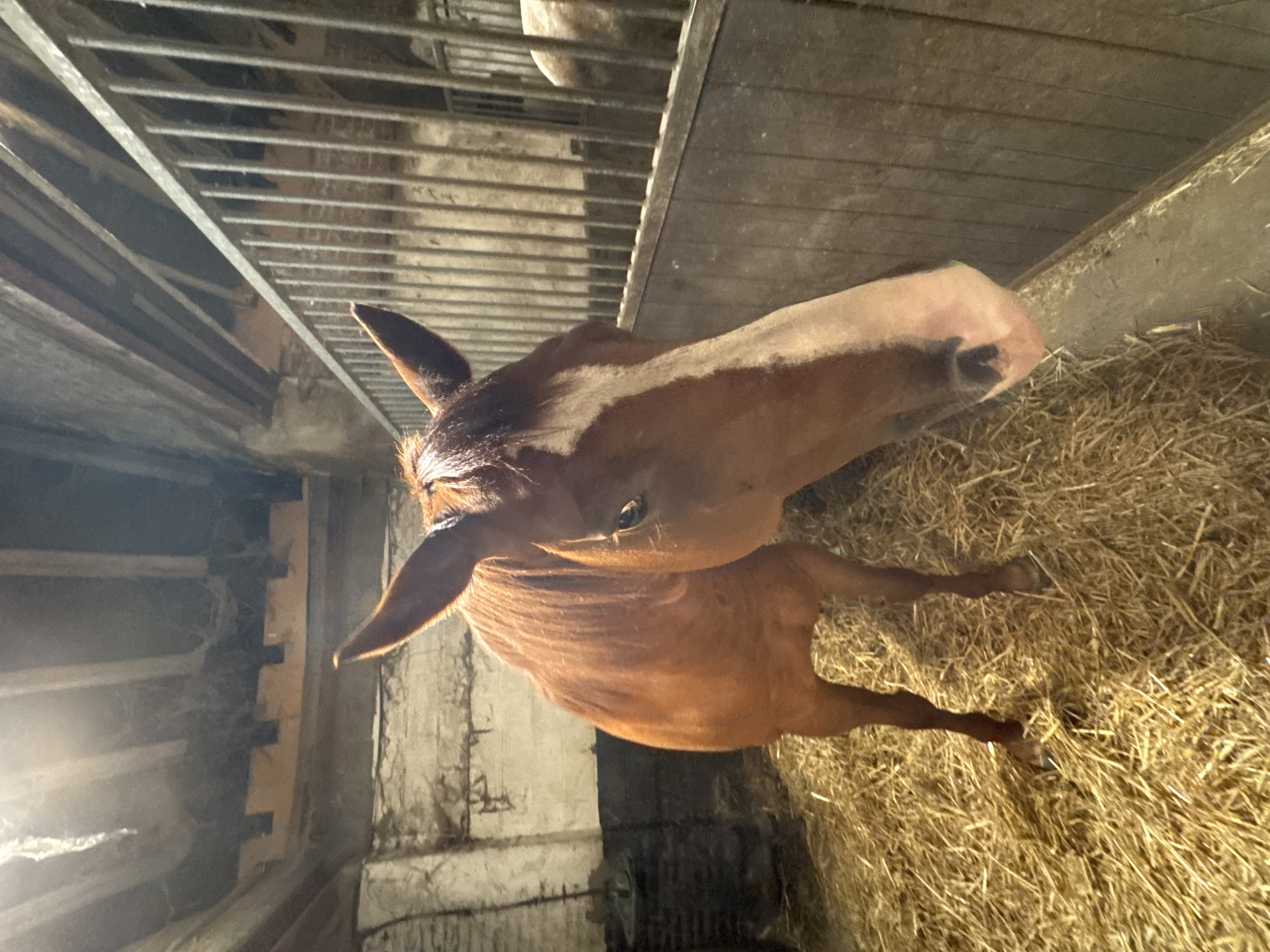 This is a medium shot, eye-level photograph of a chestnut horse standing in a stable. The horse is facing the camera, its head slightly turned to its right. The horse has a white blaze on its face and is standing on a bed of straw. The stable appears to be made of wood and metal, with a high ceiling and exposed wooden beams. The lighting is dim, with some light coming from above, possibly from a window or skylight. The background shows the interior of a stable, with bars and wooden partitions. There is another horse visible in the background, behind the bars. The image was taken in Estaimpuis, Belgium.