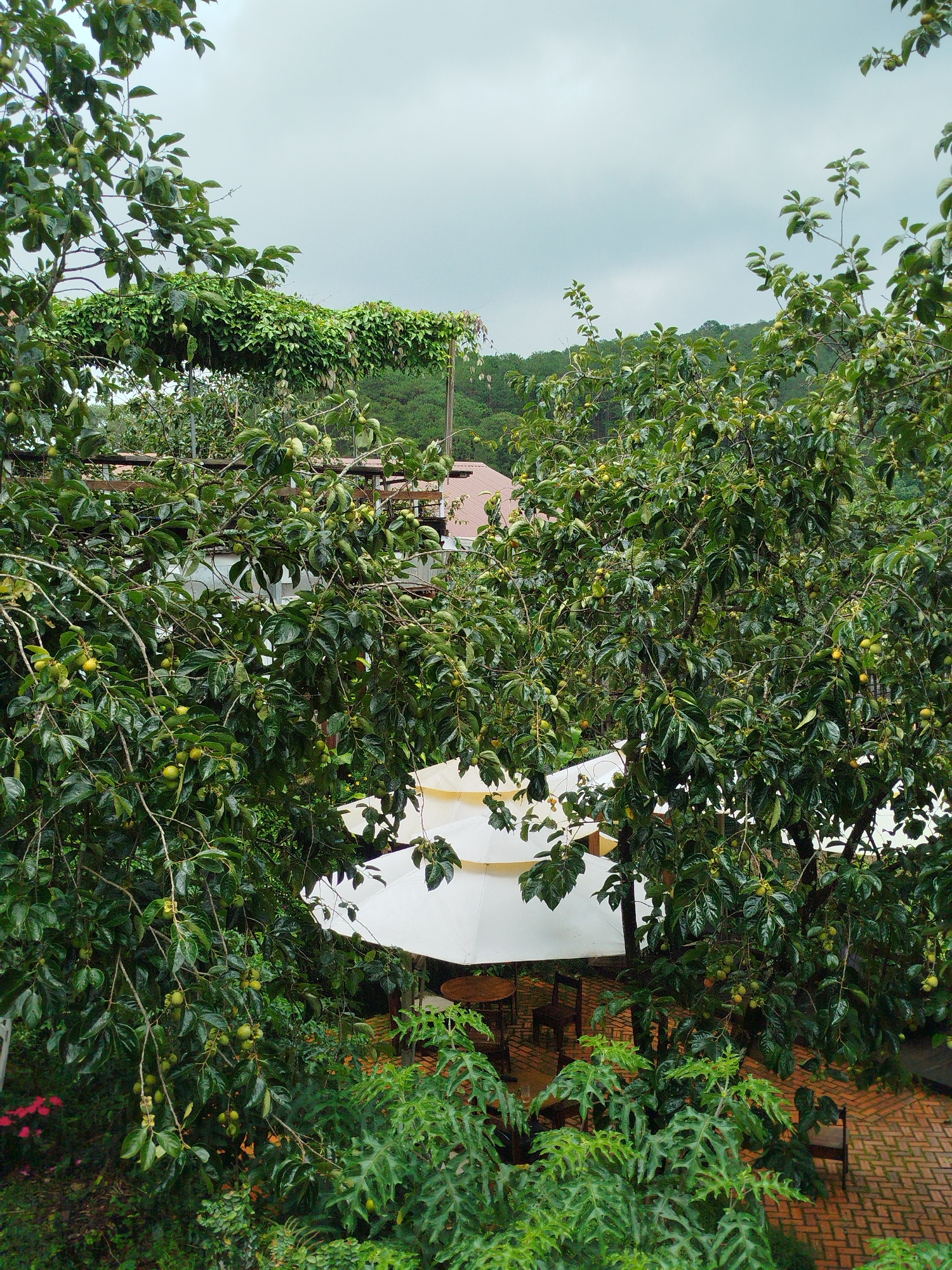 This image depicts an outdoor seating area with white umbrellas, wooden chairs, and tables, situated on a brick-paved ground. The area is partially shaded by the lush green foliage of trees, some of which bear small, green fruits. In the background, the terracotta roof of a building is visible amidst a dense forest of pine trees, characteristic of the hills surrounding Da Lat, Vietnam. The sky above is overcast, suggesting a cloudy or possibly rainy day. The scene appears to be a tranquil, natural setting, likely a cafe or a residential garden in the outskirts of Da Lat, known for its verdant landscapes and cooler climate. There are no people or animals visible in the image.