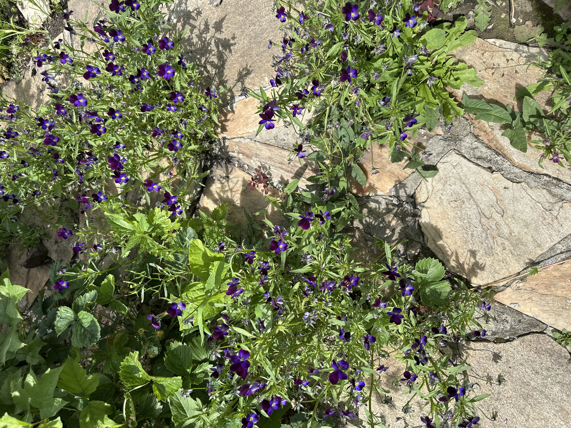 A high-angle, medium shot captures a patch of ground covered by large, light brown flagstones. Scattered amongst the flagstones and filling in the gaps are several clusters of small, vibrant purple and yellow flowers. The flowers have delicate petals and are surrounded by green, leafy foliage. The stones are irregular in shape and size, with visible cracks and seams between them, suggesting a natural or garden setting. The lighting suggests it is daytime, with shadows cast by the plants onto the stones. The overall scene is one of natural growth encroaching on a paved area.