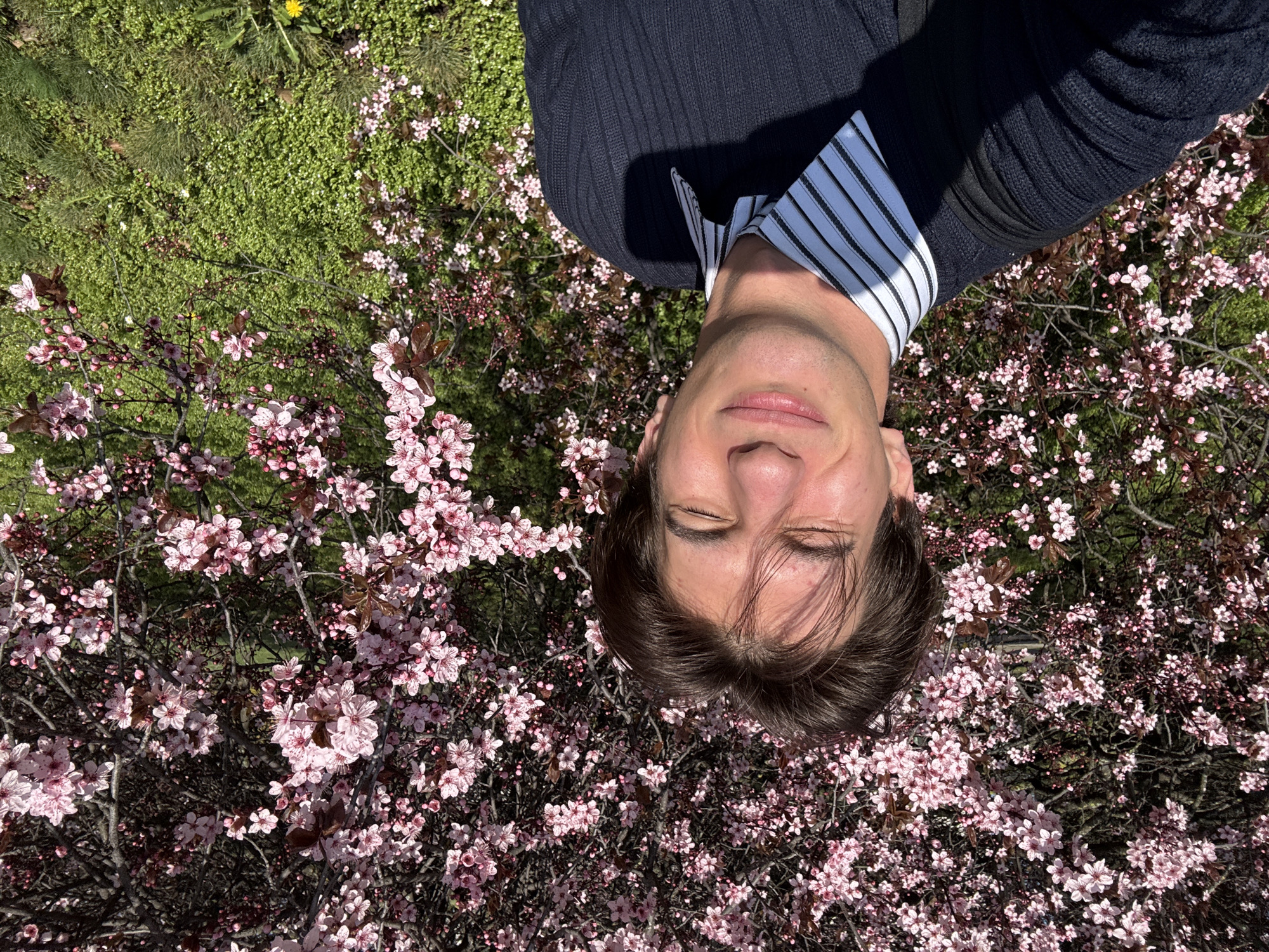 The image shows a man lying on a patch of flowering trees, possibly Prunus cerasifera 'Nigra', and grass. The man is wearing a dark blue sweater and a white shirt with blue stripes. The camera appears to be positioned directly above him. The location of the photograph could not be positively determined to be the city of Sofia, Bulgaria.