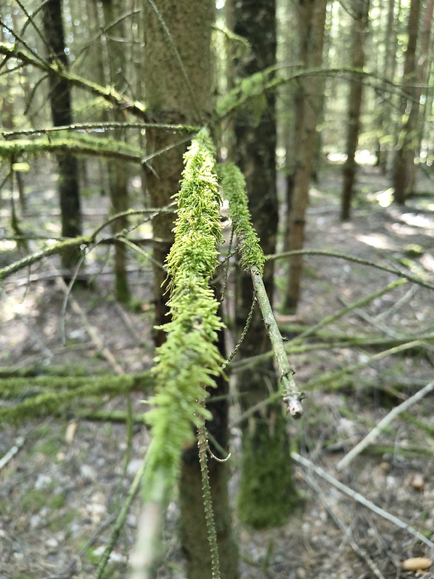 A close-up, shallow depth-of-field photograph captures a section of a forest floor in Úlice, Czechia. The primary subjects are two moss-covered branches of a coniferous tree, extending diagonally from the bottom left to the upper right. The branch in the foreground, on the left, is heavily laden with bright green moss, giving it a textured, almost feathery appearance. Its counterpart, to the right, is thinner and less densely covered in moss. The background is a blur of vertical tree trunks and dappled sunlight filtering through the canopy, creating a soft bokeh effect. The forest floor is visible in the lower portion of the image, covered with fallen leaves and debris. There are no people or animals visible in the scene.