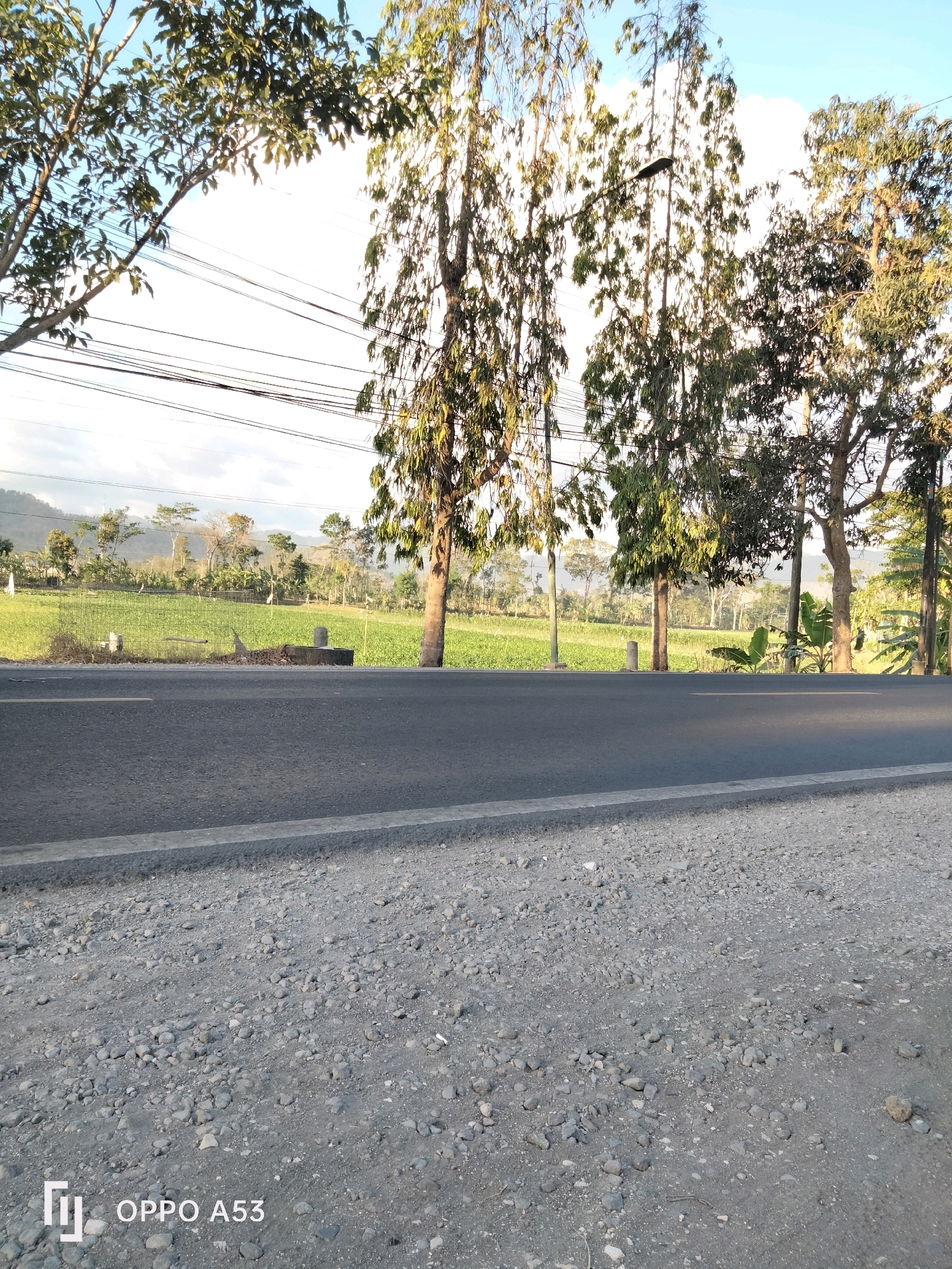 The image shows a rural road in Trenggalek, Indonesia. The road is paved and runs parallel to a lush green field, possibly agricultural land. Tall trees with sparse foliage line the road, casting shadows. In the background, hills are visible under a bright sky with scattered clouds. Power lines are strung across the upper portion of the image. The foreground is a gravelly shoulder. A white concrete marker is visible on the side of the road. The timestamp "OPPO A53" is imprinted in the bottom left corner. There are no people or animals visible in the scene.