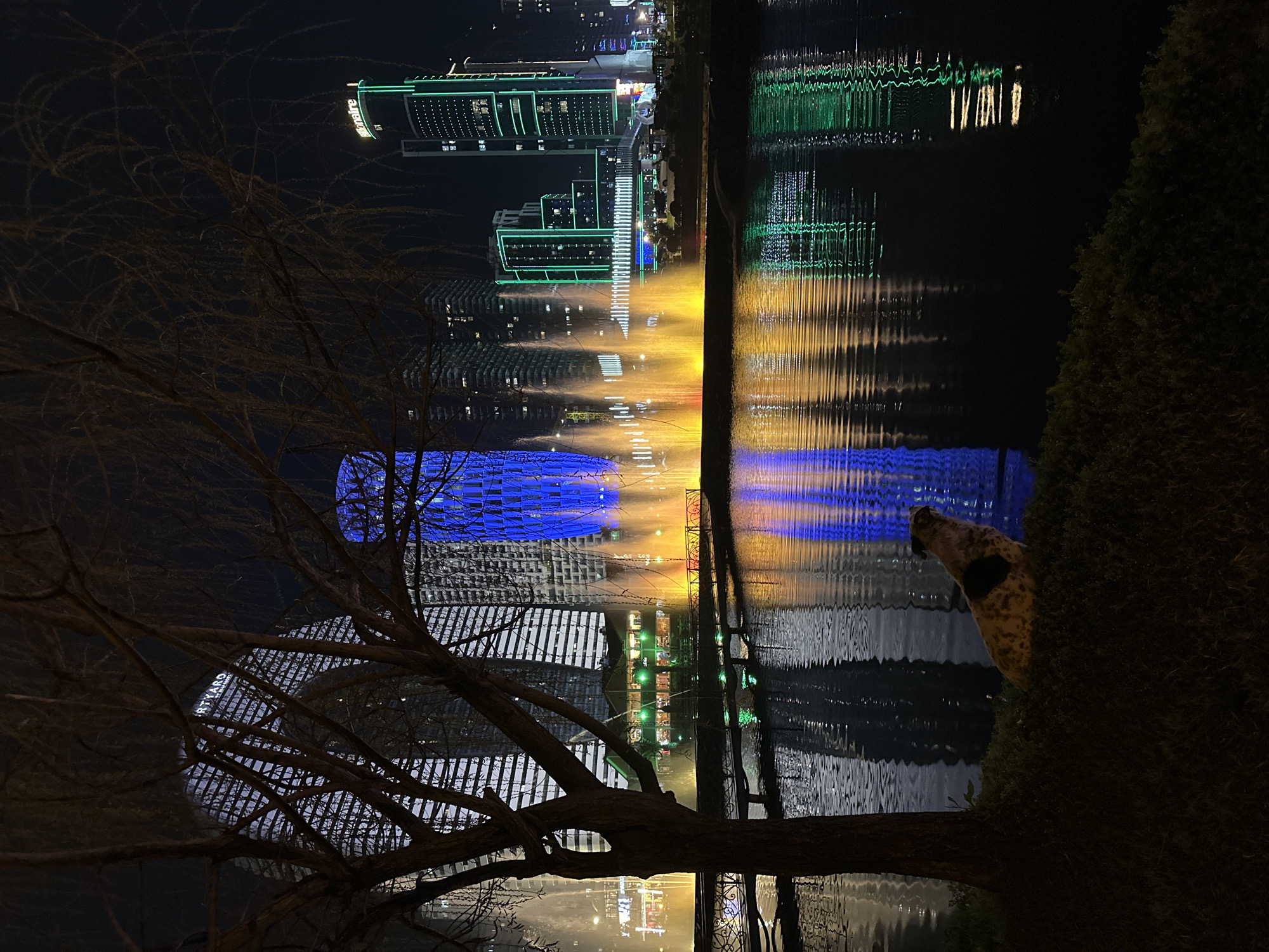 The image shows a night scene in Batumi, Georgia, featuring illuminated buildings and water features reflected in a body of water. A bare tree is in the lower left of the frame. Modern, high-rise buildings are visible in the background, illuminated with blue and green lights. There is what appears to be a water fountain display, reflected in the water. A dark-colored evergreen bush or tree is on the right side of the image, with what appears to be a small dog or cat partially visible beside the tree. The reflections in the water create distorted patterns of the building lights and fountain colors.