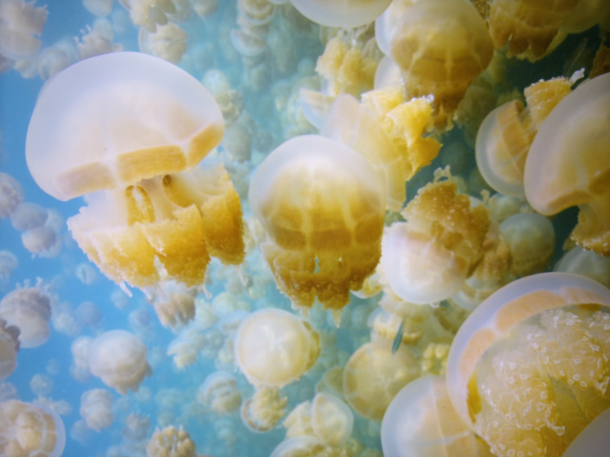 The image depicts a close-up, underwater view of a large congregation of golden jellyfish against a clear blue background. The jellyfish vary in size and are clustered together, with some appearing more translucent than others. The lighting suggests an aquatic environment, possibly an aquarium or a natural marine setting. There are no people, buildings, or any discernible elements that would place this scene within the city of Kyiv, Ukraine.