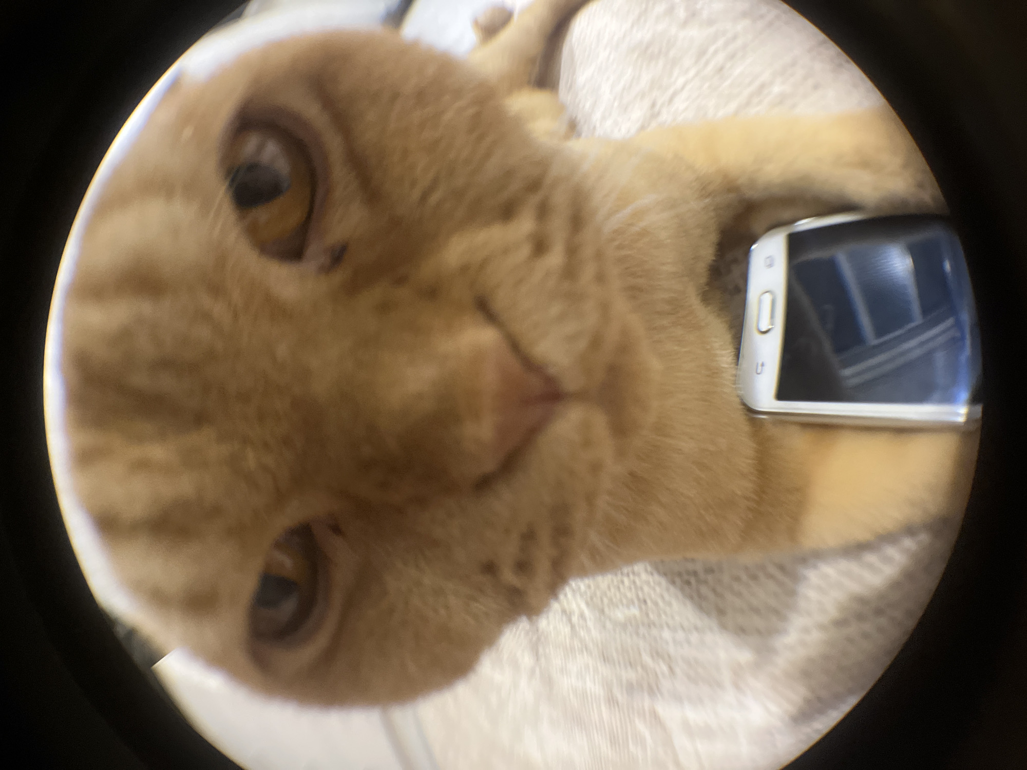 A close-up, distorted fisheye lens view of an orange tabby cat's face looking directly into the camera. The cat is positioned on a textured, light-colored surface that appears to be a couch or blanket. A smartphone with a black screen is resting on the surface in front of the cat, positioned slightly to the right of its chin. The background is dark and out of focus. The image does not provide any specific information about the location in Almaty, Kazakhstan.