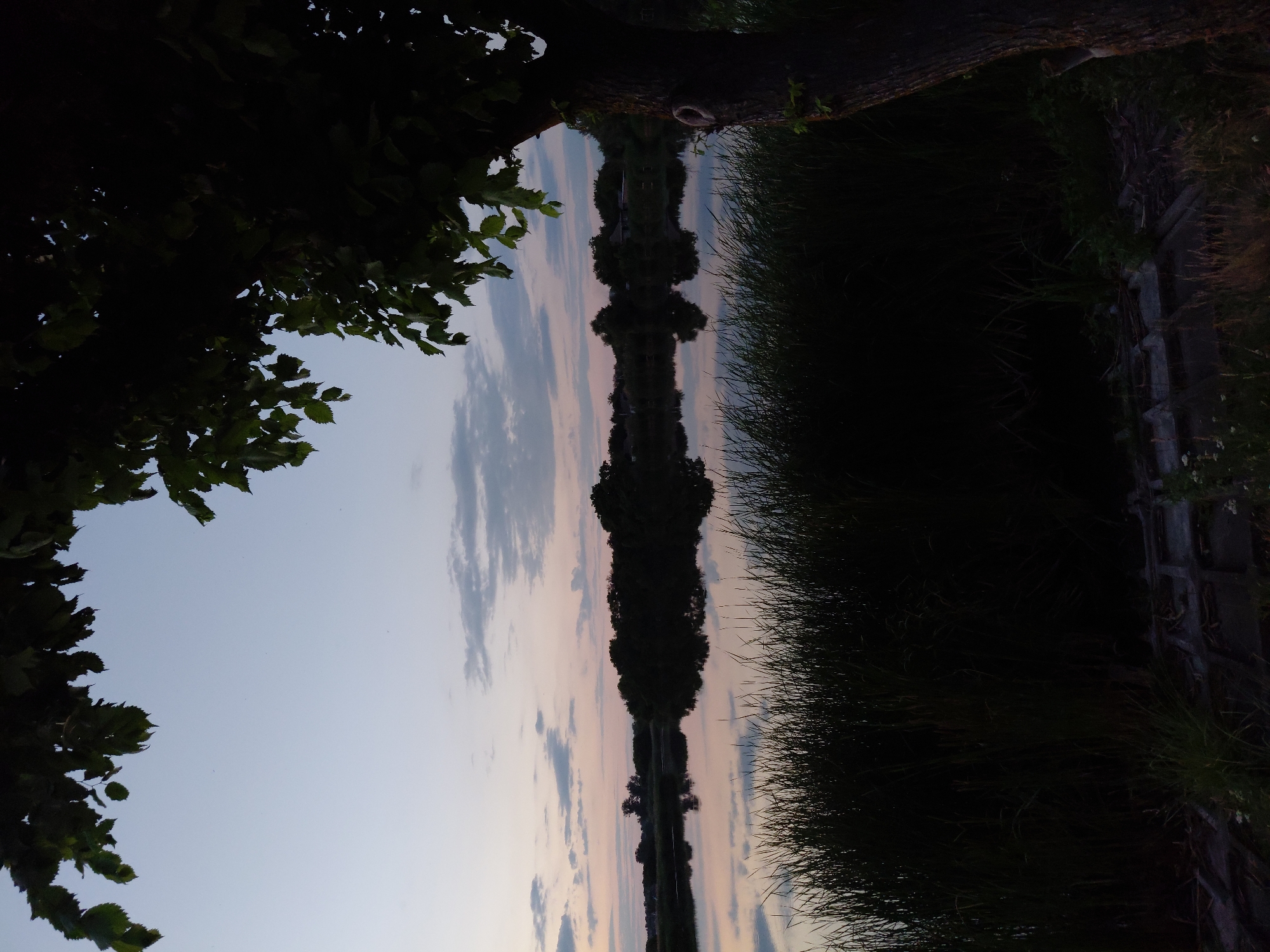 The image depicts a tranquil twilight scene by a body of water, likely a lake or pond, situated in the village of Ustyvytsia, Ukraine. The sky is a pale gradient of blue and pink, with scattered, wispy clouds. A line of dark trees and some buildings are silhouetted against the horizon across the water, their reflections creating a mirror image on the calm surface. In the foreground, tall, dark reeds line the bank, with a thick tree trunk dominating the right side of the frame. The overall impression is one of quiet natural beauty at dusk.