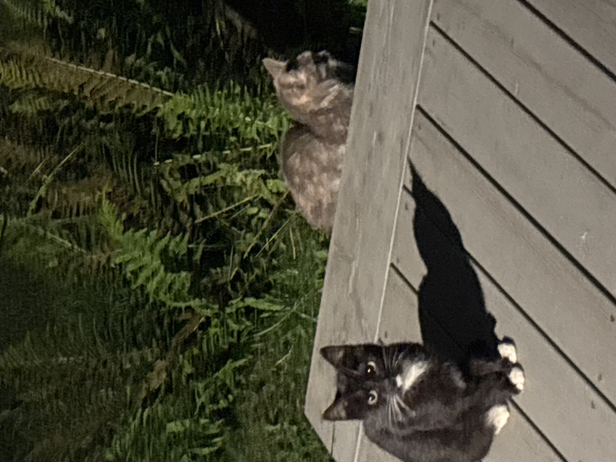 In Zvenigorod, Russia, two cats are captured on a wooden deck. In the foreground, a black and white kitten sits facing forward, with white markings on its chest and paws. Behind it, further back on the deck, a calico cat is resting on its side, facing to the right. The deck is made of weathered gray wooden planks. In the background, lush green ferns provide a natural backdrop to the scene. The lighting suggests it is either dusk or dawn, or an artificially lit outdoor space.