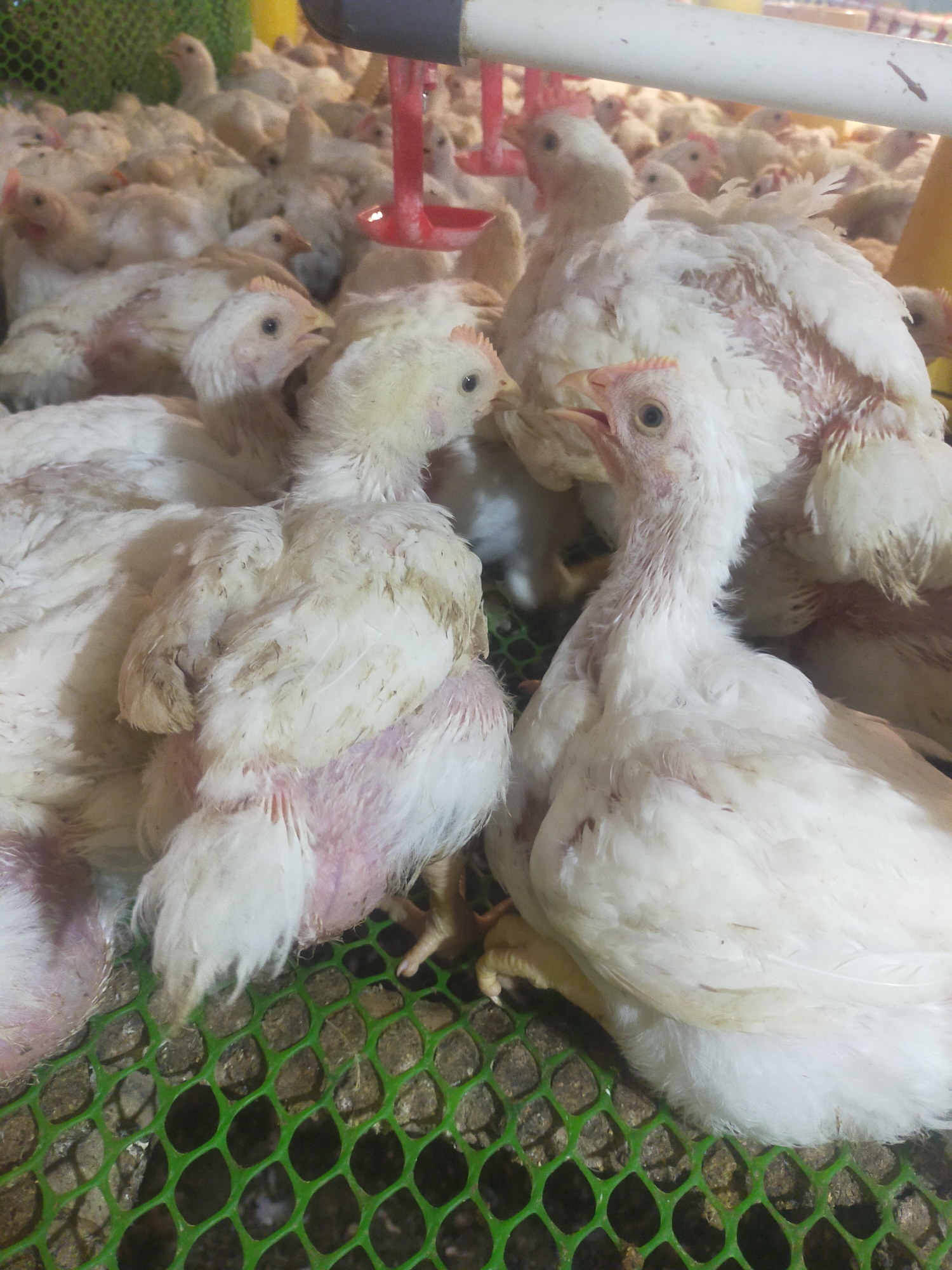 A close-up shot captures a group of young chickens in what appears to be a poultry farm. The chickens, predominantly white with some pink skin visible on their necks and legs, are huddled together on a green mesh floor. Their beaks are open, and some have their eyes wide, suggesting they may be vocalizing or aware of their surroundings. In the background, more chickens are visible, creating a sense of density and a large flock. The environment includes industrial elements such as white pipes and red feeding or watering apparatus, indicating a controlled farming setting. The lighting is artificial, illuminating the scene from above. This image was taken in Sumingkir, Indonesia.