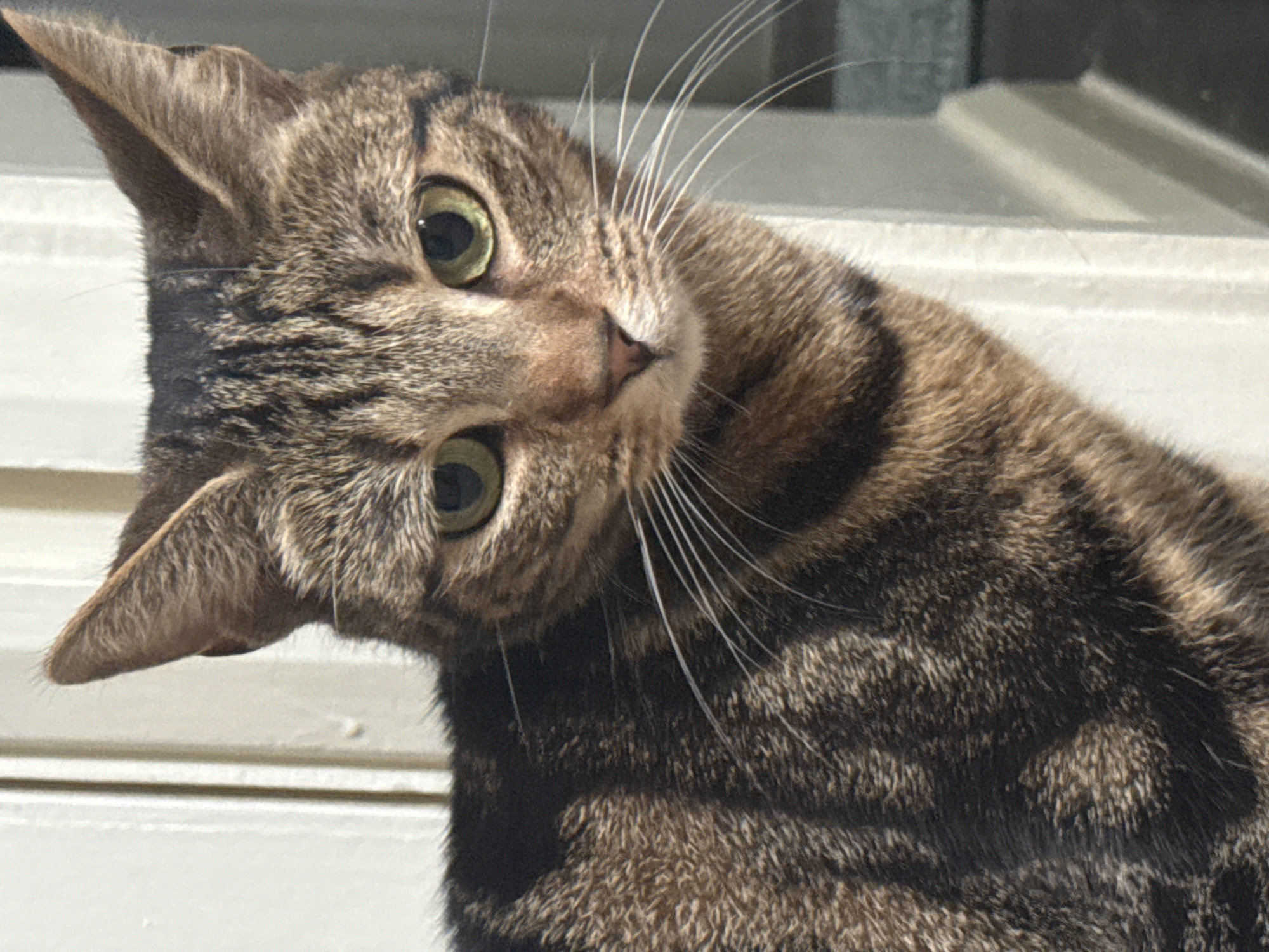 A tabby cat with green eyes and prominent whiskers tilts its head to the left, appearing inquisitive. The cat is positioned in front of a white, horizontally-paneled surface, likely a wall or fence. The image is cropped closely, focusing on the cat's head and upper body. I have no information about the location of this image or if it is from Desborough, United Kingdom.