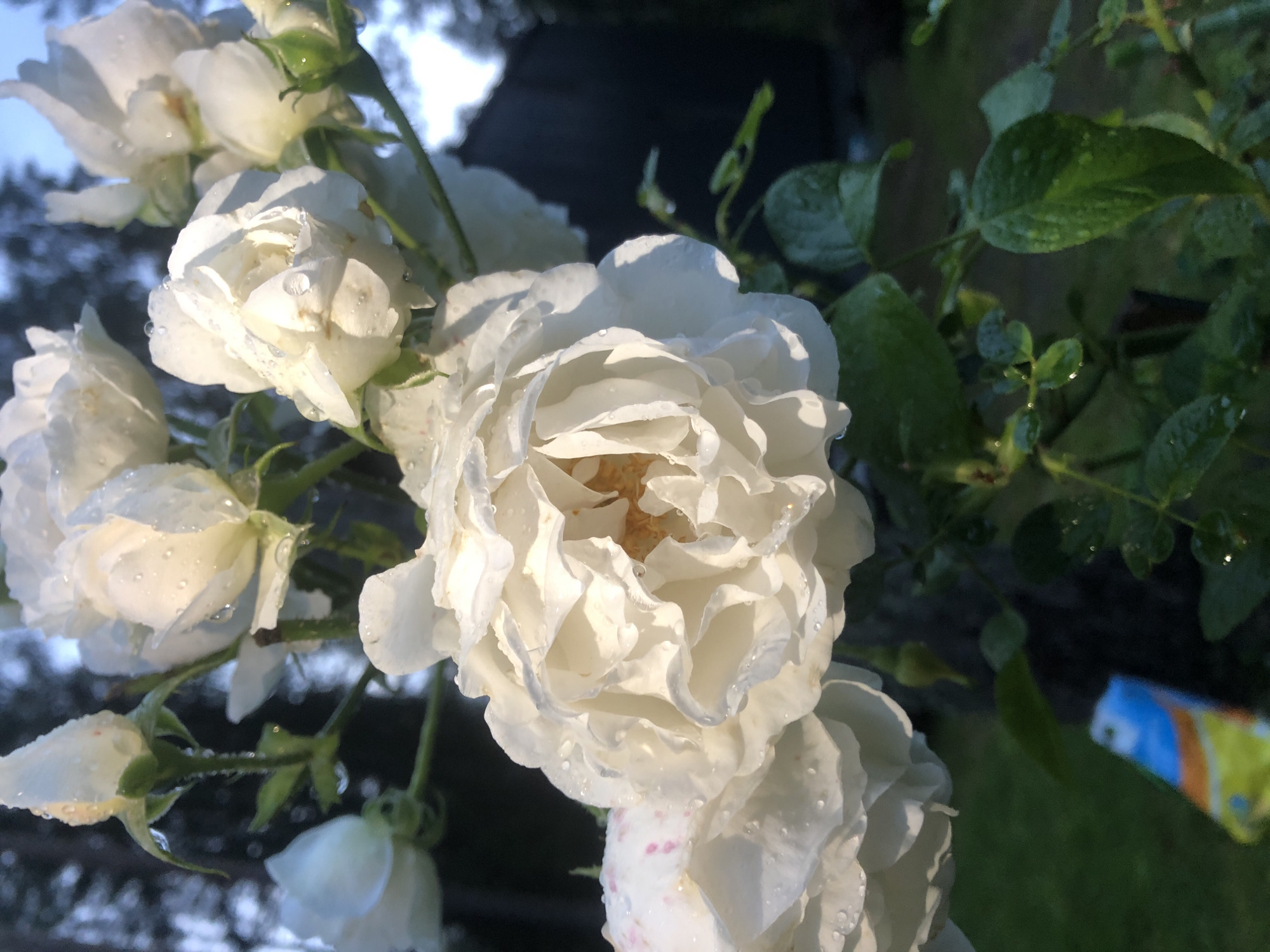 A close-up, low-angle shot captures a cluster of dew-kissed white roses on a stem. The roses, some fully bloomed and others in bud, are covered in water droplets that glisten in the soft light. The background is a blur of dark green foliage and a hint of a dark building, suggesting an outdoor setting, likely a garden. The focus is sharply on the delicate petals and water droplets. A small, brightly colored object, possibly a wrapper, is visible in the lower left corner, adding a contrasting element to the natural scene. The overall impression is one of natural beauty and freshness. There is no indication of the location within Arfa, Russia, or any people present in the image.