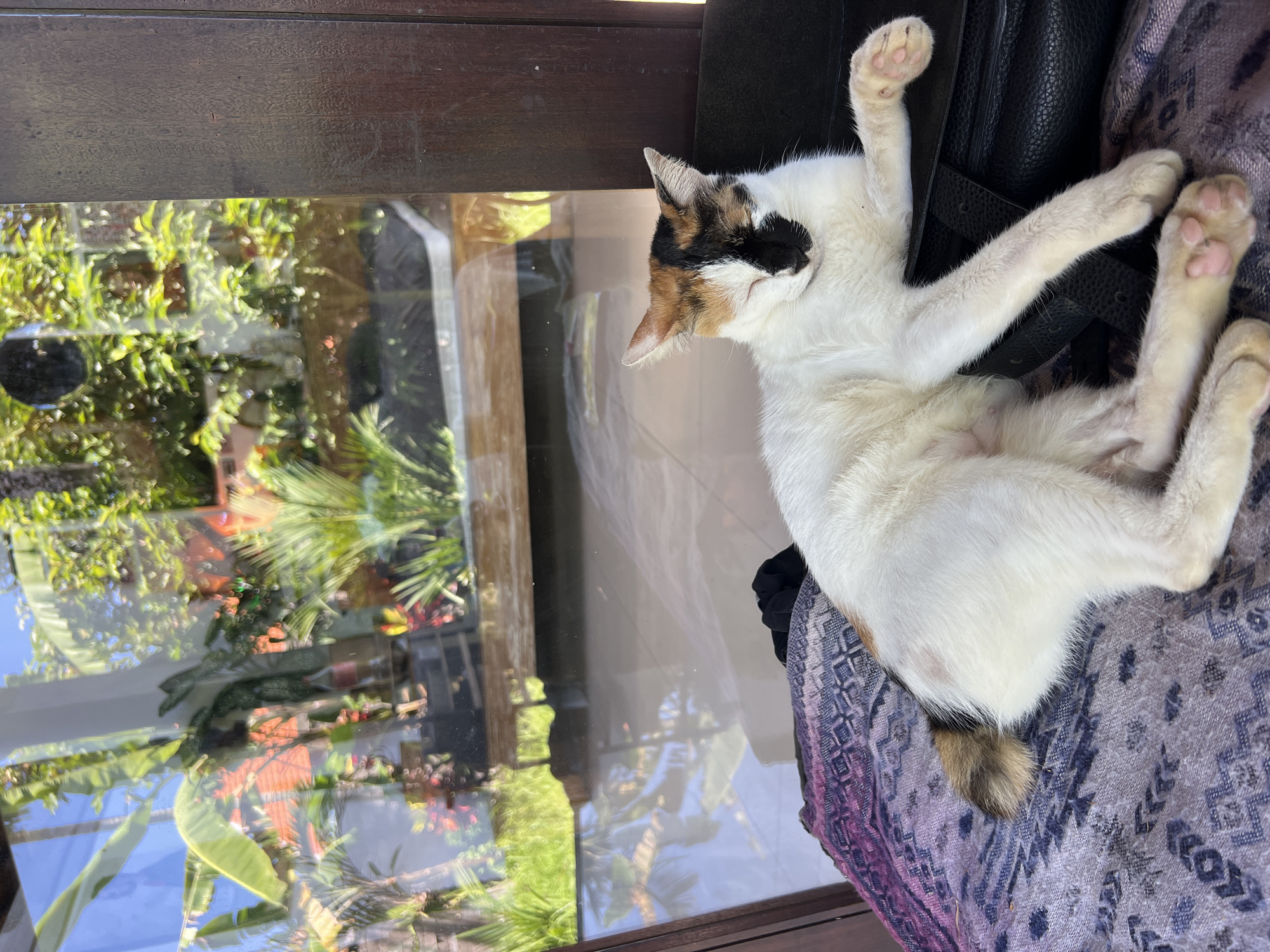 A calico cat lies belly-up on a patterned textile next to a window in what appears to be an interior setting. The cat's fur is predominantly white with patches of black and orange/brown. It's in a relaxed position with paws extended. The window reflects an outdoor scene, showing lush green trees and possibly a building. The outdoor scenery suggests a tropical environment. The location is specified as Sukawati, Indonesia. A dark-colored object, possibly part of furniture, is behind the cat.