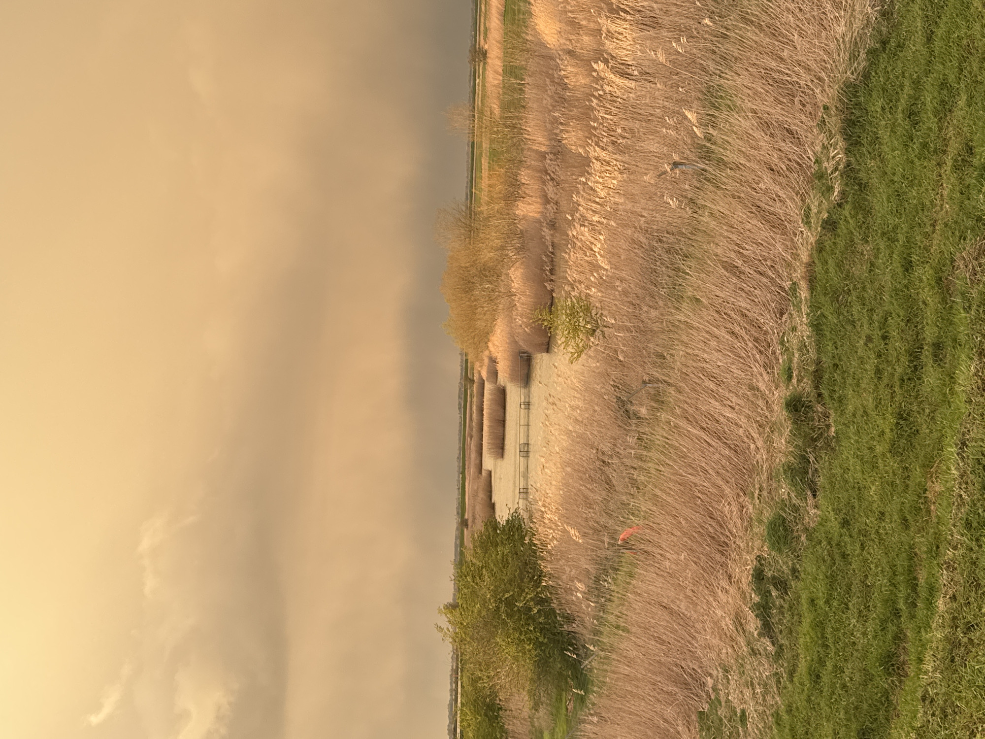 The image depicts a wetland landscape, characteristic of the Broads National Park area near Great Yarmouth, United Kingdom. The scene is illuminated by diffused, warm golden-orange light emanating from an overcast sky, suggesting either sunrise, sunset, or heavily filtered sunlight.
The foreground features a strip of short, bright green grass at the bottom, transitioning upward into a vast expanse of tall, dry, golden-brown reeds, which dominate the lower and mid-ground. An orange marker or flag is partially visible within the dense reeds on the left side of the frame, with a dark, vertical post or stake also present within the reeds on the right.
A calm, serpentine body of water, likely a river or canal, winds from the mid-left towards the center and recedes into the background. Its surface reflects the warm tones of the sky. The banks of this waterway are lined with further dense reed beds and various deciduous trees and bushes, some exhibiting new, bright green foliage. Two small, dark, low-profile structures, consistent with footbridges or jetties, are observed spanning narrow sections of the water in the mid-distance.
The background consists of flat, distant fields, appearing green and brown, under the hazy sky, which merges with the horizon. No human figures or animals are present in the image.