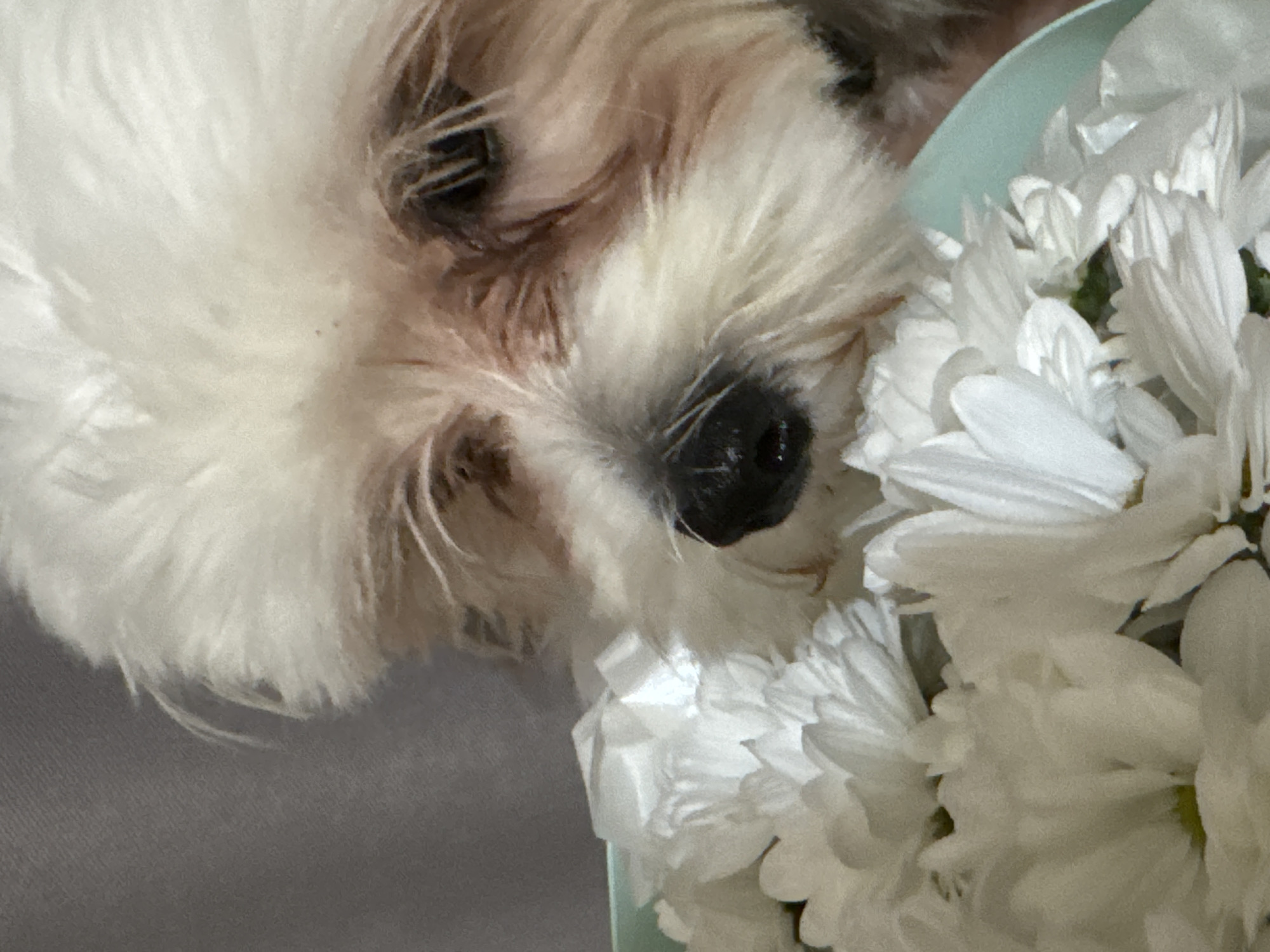 A close-up, horizontal shot shows a white dog, likely a Maltese or Shih Tzu breed, partially obscured by a bouquet of white chrysanthemums. The dog's face is turned to the right, with its dark nose touching the petals. Its fur is fluffy and light-colored, with some darker markings around its eyes and ears. The dog's eyes are visible and appear to be looking down. The chrysanthemums are dense and fully bloomed, with delicate white petals. A light teal-colored object, possibly a vase or container, is visible behind the flowers. The background is a plain, grey surface, suggesting an indoor setting. The lighting is soft, and the focus is primarily on the dog's face and the flowers, creating a gentle and intimate mood. The image appears to have been taken in Mikhaylovsk, Russia. There is no visible text in the image. The scene suggests a quiet moment of interaction between the dog and the flowers, possibly a gift or decoration.
