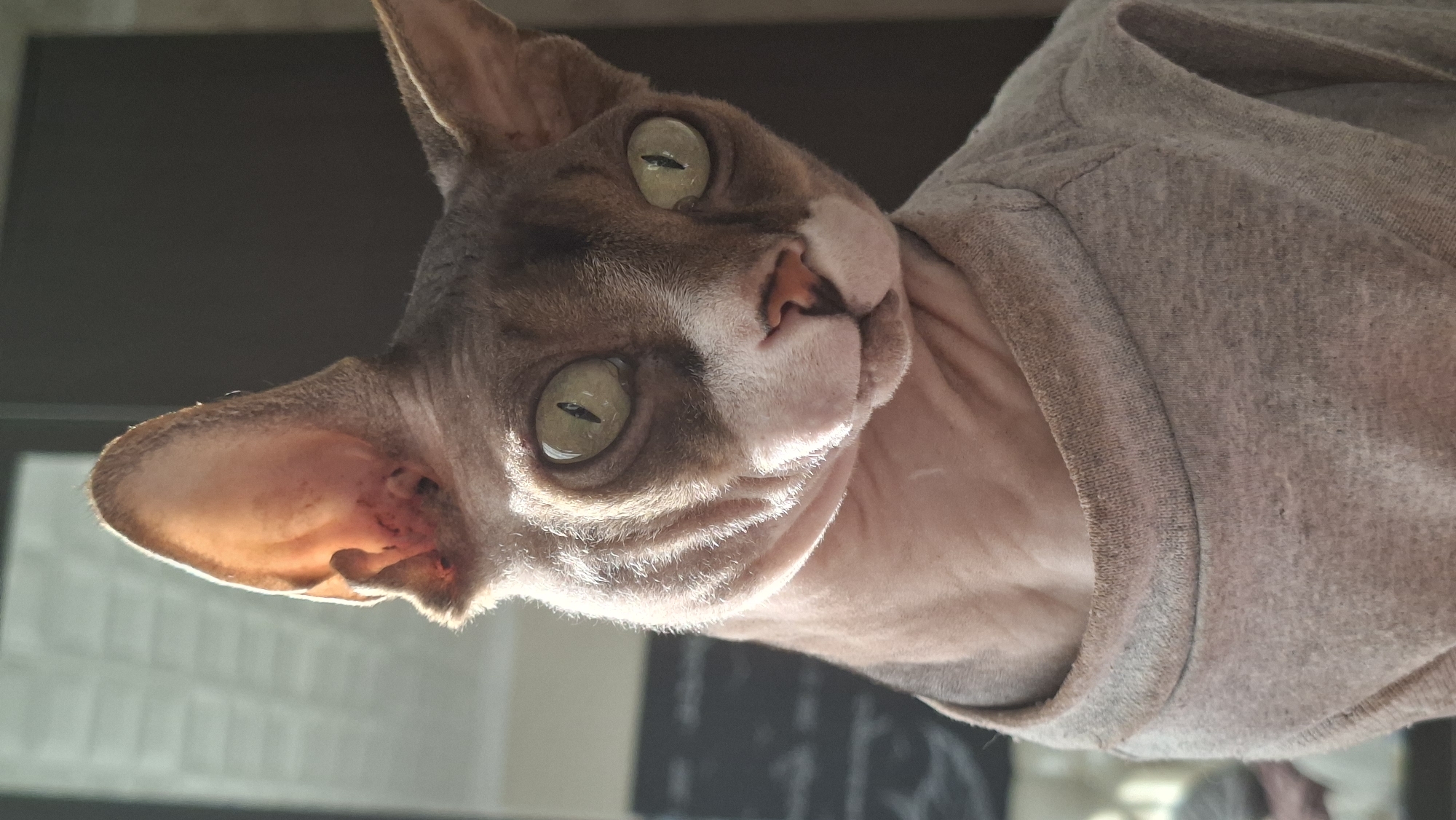 A close-up, head-and-shoulders shot captures a Sphinx cat wearing a grey t-shirt. The cat, with its characteristic wrinkled skin and large ears, looks directly at the camera with striking green eyes. Sunlight illuminates the cat's face, casting shadows and highlighting its unique features. The background is out of focus, suggesting an indoor setting. The image was taken on an overcast day, as indicated by the soft, diffused light, and the cat appears to be indoors, possibly in a home environment. There are no people or other animals visible in the frame. The specific location within the city of Myadzyel, Belarus cannot be determined from the image alone.