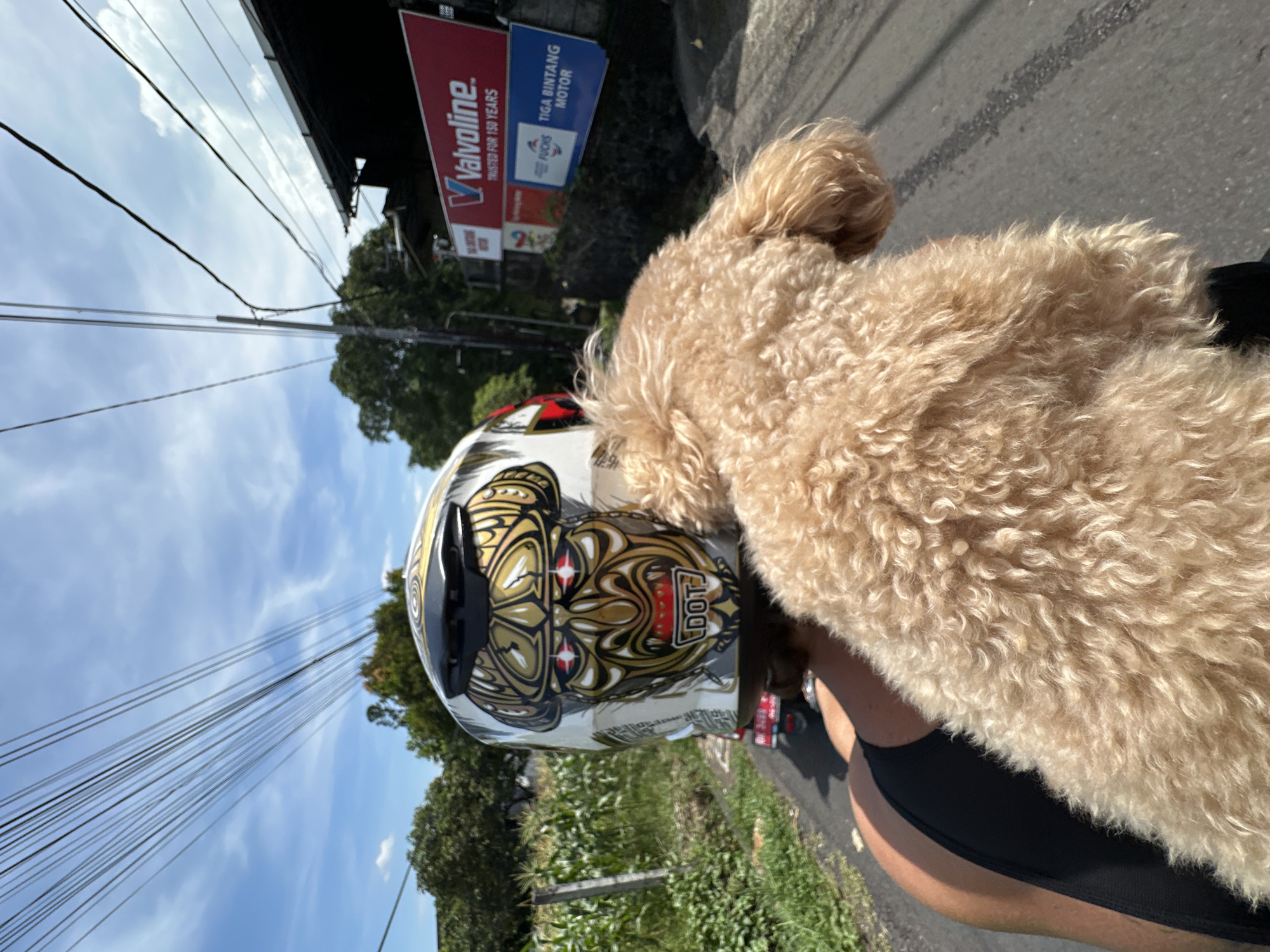 A medium-shot, eye-level, outdoor photograph taken in North Kuta, Indonesia, shows a person on a motorcycle with a tan poodle. The person wears a black shirt and a white helmet decorated with gold, silver, and red designs. The poodle stands behind them, the majority of its tan fur covering the shoulder and neck area of the person. In the background are overhead power lines against a blue sky with clouds, a green grassy area, and a street sign reading "Valvoline" and "Tiga Bintang Motor".