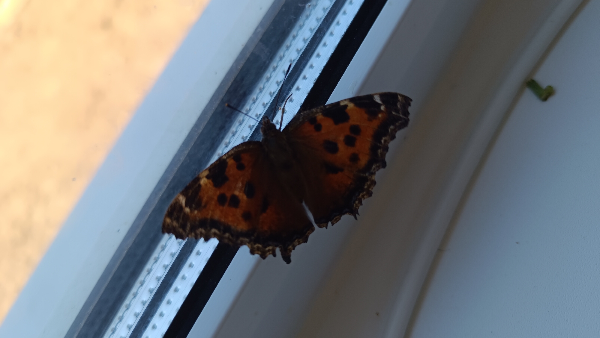 A butterfly with orange and black markings is perched on a window frame. The window appears to be on the exterior of a building, with a blurred background suggesting an outdoor environment. The butterfly is positioned diagonally across the frame, with its wings spread open. The focus is sharp on the butterfly and the window frame, while the background is out of focus. There is a small green object, possibly a leaf or a piece of vegetation, visible to the right of the butterfly. The scene is brightly lit, indicating daylight. There is no information available to specify the location in the city of Karsha, Russia.