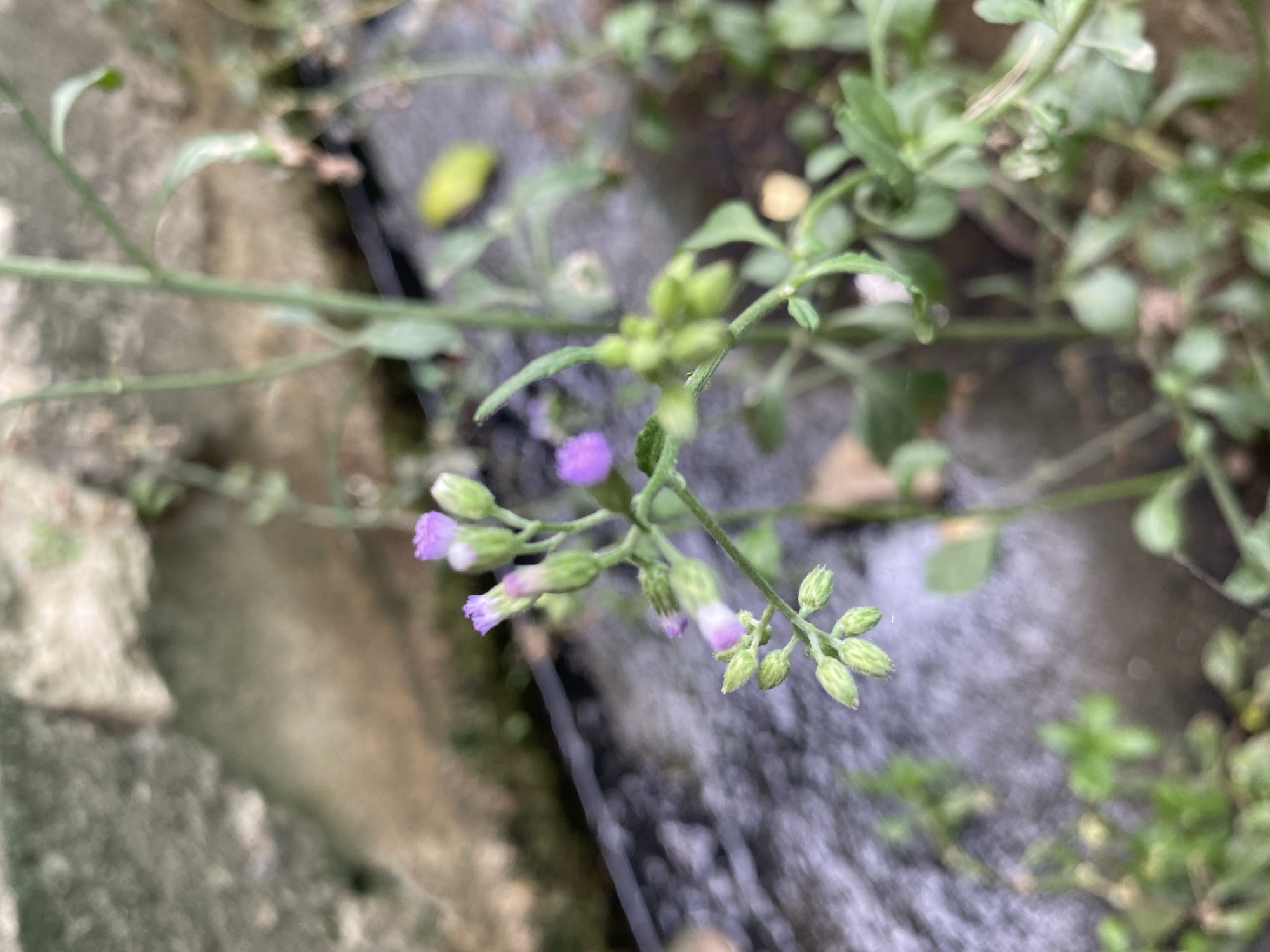 This close-up shot captures a delicate plant with small purple flowers and numerous green buds. The plant, with its slender green stems and small leaves, is the primary subject and is in sharp focus. Several tiny purple flowers are visible, some fully open and others just beginning to unfurl, while many small, round green buds are clustered along the stems, particularly on the right side of the frame.
The background is intentionally blurred, creating a shallow depth of field that highlights the plant. To the left, there's an out-of-focus greyish-brown textured surface, possibly concrete or stone, suggesting a man-made element in the environment. A dark, somewhat reflective strip runs diagonally through the middle-ground, appearing to be a narrow ditch or a small, shallow waterway. Further to the right and in the background, more blurry green foliage is visible, indicating a natural or semi-natural outdoor setting.
The lighting is bright and natural, suggesting it is daytime. There are no people or discernible activities taking place, and no visible text. The image provides a tranquil view of wild flora, likely situated in Gampongaceh, Indonesia, growing alongside what might be a path or a water drainage system.
