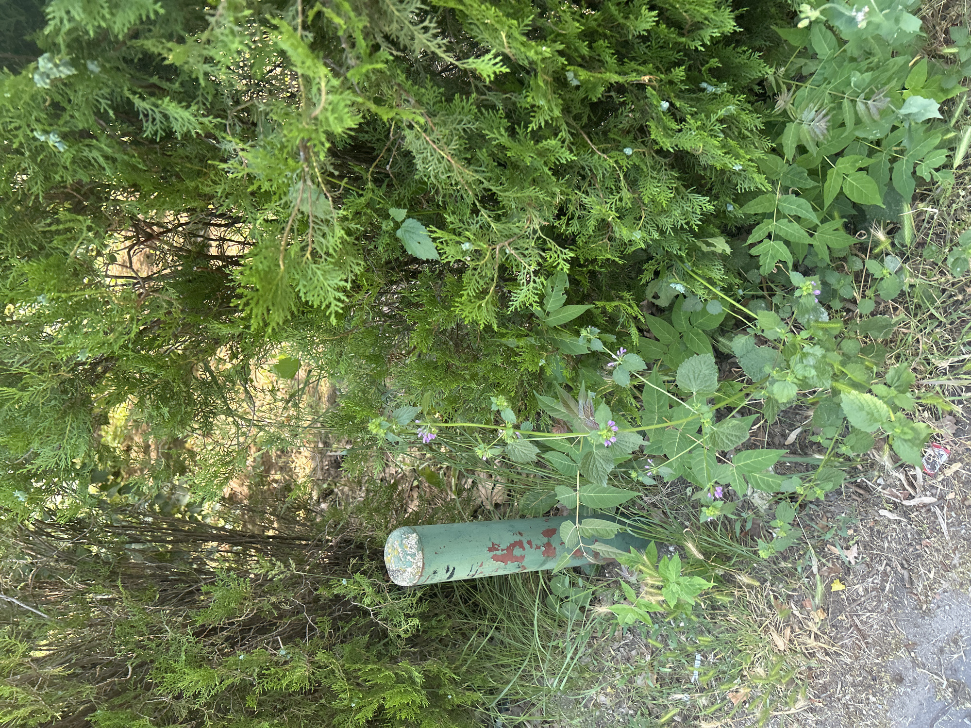 The image captures an outdoor scene with dense green foliage, likely comprising coniferous trees and other bushy plants. A weathered, green metal post, approximately three feet tall, stands in the foreground, exhibiting chipped red paint and a white, discolored cap. Several small purple flowers are visible amongst the undergrowth. The ground is a mix of dry grass, soil, and some scattered debris, suggesting a less manicured area. The overall impression is that of a natural or semi-natural environment within a park or a less-developed urban space. The metadata indicates the image was taken in Varna, Bulgaria.