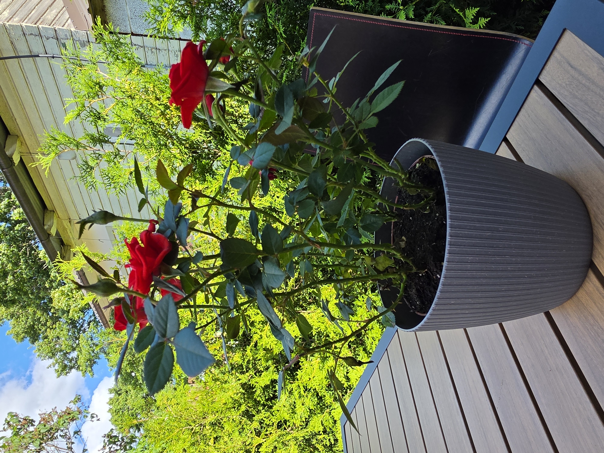 A potted rose bush with red flowers and green leaves sits on a wooden table on a balcony. The rose bush is in a gray planter with vertical ridges. In the background, there are green trees, a white building with a dark roof, and a blue sky with white clouds. The balcony railing is black. The image was taken in Otepää linn, Estonia.