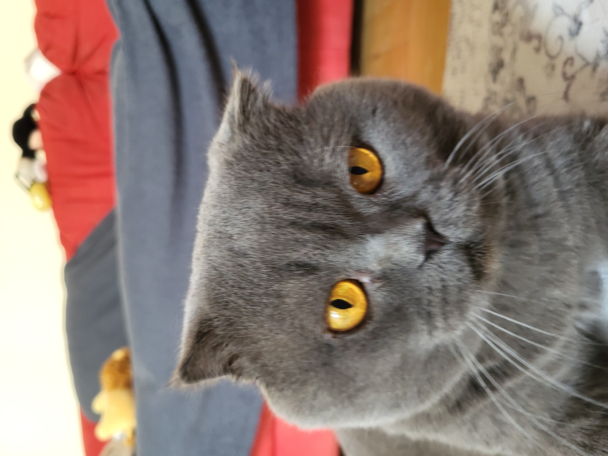 A close-up shot shows the face of a grey British Shorthair cat. The cat has large, round, amber eyes and folded ears. The background is blurred, but appears to be a living room with a red couch and a dark blue blanket. The cat is positioned in the foreground, filling most of the frame.