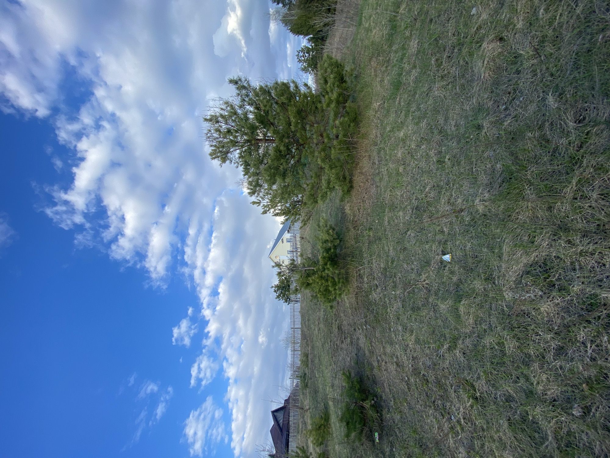 A landscape photograph, rotated clockwise, depicts a serene outdoor scene under a partly cloudy sky. The horizon line runs diagonally across the image from the bottom-left to the upper-right when viewed correctly.
The upper portion of the image is dominated by a clear, vibrant blue sky dotted with numerous white, wispy clouds of varying sizes. The sunlight suggests it is daytime.
In the middle ground, stretching across the frame, is a gentle slope covered in a mix of green and drier, straw-colored grass. A sturdy wooden picket fence runs parallel to the horizon, marking a boundary. Beyond the fence, two houses are visible. One, positioned towards the left side, has a dark roof and appears to be made of darker materials, partially obscured by the fence and some sparse vegetation. The other house, further to the right and higher up on the slope, is painted a light yellow or cream color with white trim and a dark roof. Several pine trees, vibrant green, are scattered across the grassy slope, with one larger, prominent pine tree standing near the center, obscuring part of the fence and the upper house.
The foreground consists of a densely packed expanse of grass, showing areas of lush green alongside patches of dry, brown grass. There are a couple of small, scattered pieces of litter: one appears to be a crumpled, light-colored wrapper near the center-right of the grassy foreground, and another green object, possibly a plastic container, is visible in the bottom-left. No people are present in the image. The scene suggests a quiet, possibly rural or semi-rural setting. No legible text is visible on any objects or signs.