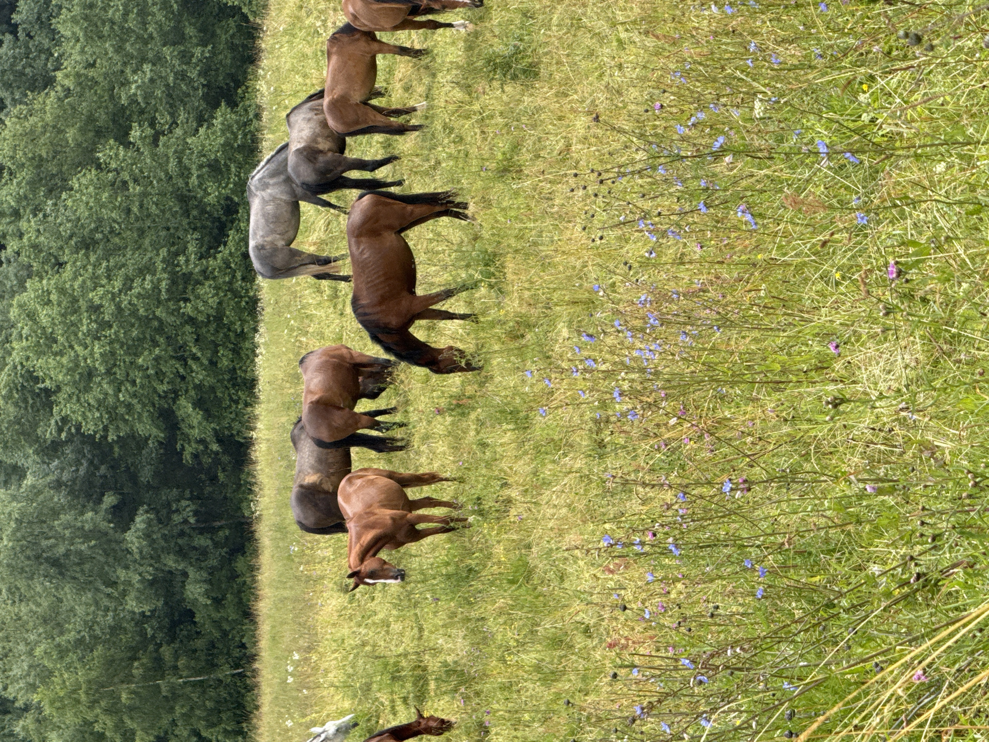 A herd of horses grazes in a sun-drenched meadow, their coats ranging from deep chestnut to dappled grey. In the background, a dense forest of deciduous trees creates a lush, green backdrop. The meadow is carpeted with tall, wild grasses and dotted with small, vibrant blue and purple wildflowers, adding a touch of color to the pastoral scene. The horses are scattered across the field, some with their heads down grazing, others standing alert. The overall impression is one of tranquility and natural beauty. The location is a meadow in the vicinity of Galinė, Lithuania.