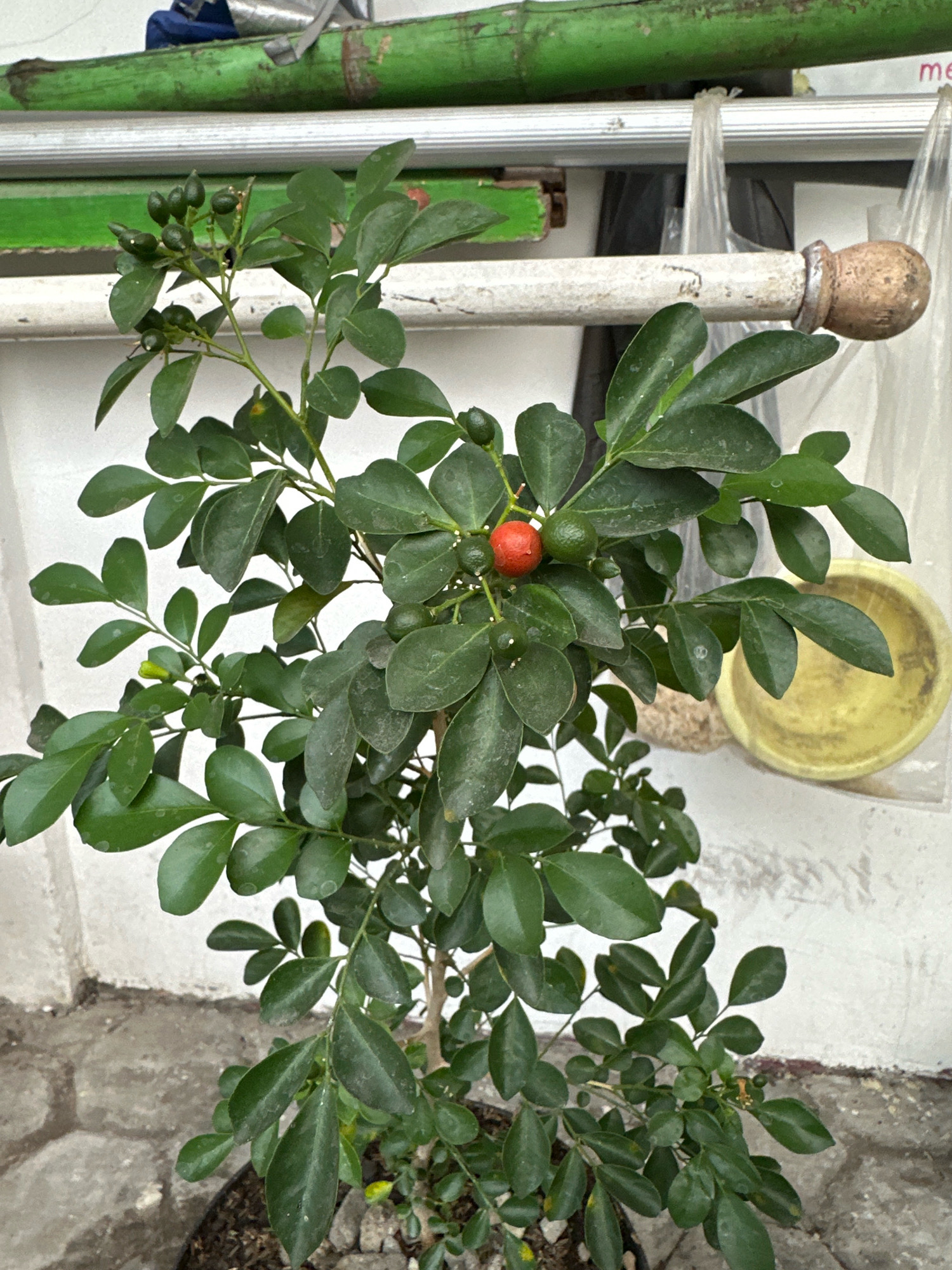 An outdoor scene, likely in Mojokerto, Indonesia, features a small tree with dark green leaves and multiple small green fruits, along with one ripe red fruit. The tree is planted in a dark pot, partially visible at the bottom of the frame. In the background, a white wall with some discoloration and texture is visible, with a greyish-brown brick or concrete ground in the foreground. A horizontal, off-white pipe runs across the mid-section of the image, supported by a metal bracket. Above the pipe, a weathered green pipe or pole is positioned horizontally. To the right of the tree, a yellow bowl or dish is partially visible, and a clear plastic bag is hanging. The lighting suggests an overcast or shaded day. There are no people or animals present in the image.
