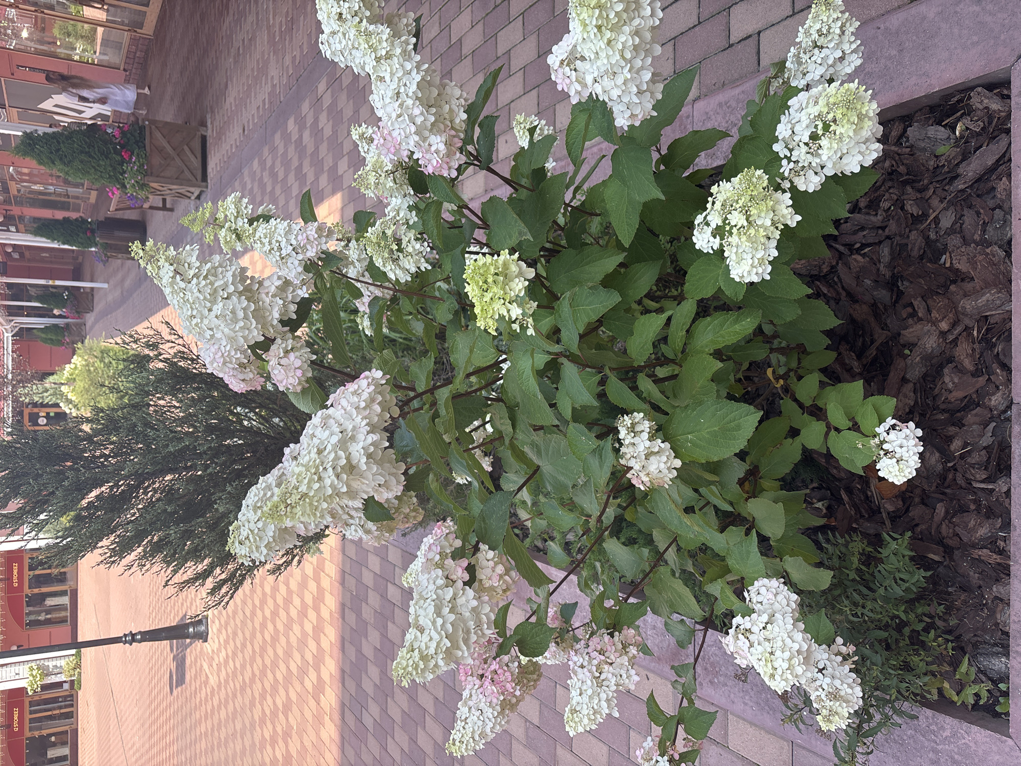 A medium shot captures a large flowering bush with white and pink blossoms, situated in a decorative planter box filled with wood chips. The planter is on a paved walkway composed of red bricks laid in a herringbone pattern. Behind the planter, a tall, conical evergreen tree stands to the left, and further back, a street lamp with a black ornate post is visible. In the background, buildings with arched storefronts and windows line the walkway, some featuring signage with Russian text. A woman in a white dress is walking away from the camera on the right side of the walkway. The scene is illuminated by natural daylight.
