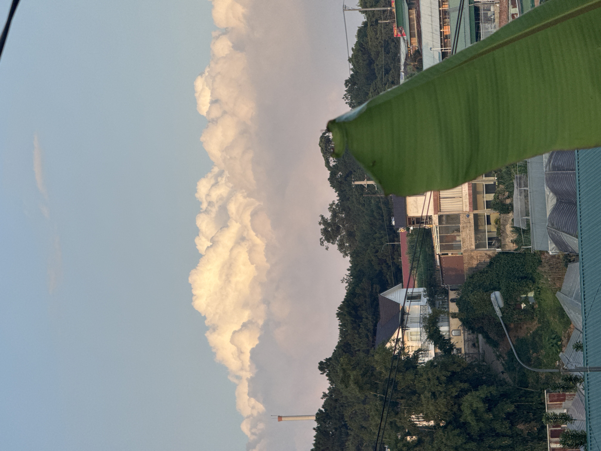 This image depicts a landscape scene likely in Lam Vien, Da Lat, Vietnam, characterized by a lush green hillside dotted with buildings and a prominent cloud formation in the sky. In the foreground, a large, vibrant green banana leaf occupies a significant portion of the frame, obscuring the lower section of the scene. Behind the leaf, a residential area is visible, with houses of varying architectural styles nestled into the slope. One prominent house features white siding and a dark roof, suggesting a well-maintained property. Further up the hill, dense evergreen trees create a natural backdrop, punctuated by a tall, slender tower with a red top. The sky above is a soft blue, with a dramatic, illuminated bank of large cumulus clouds stretching across the horizon, catching the light of what appears to be late afternoon or early morning sun. Utility poles and wires are also visible, indicating the presence of infrastructure within the community. The overall impression is one of a serene, natural setting integrated with human habitation.