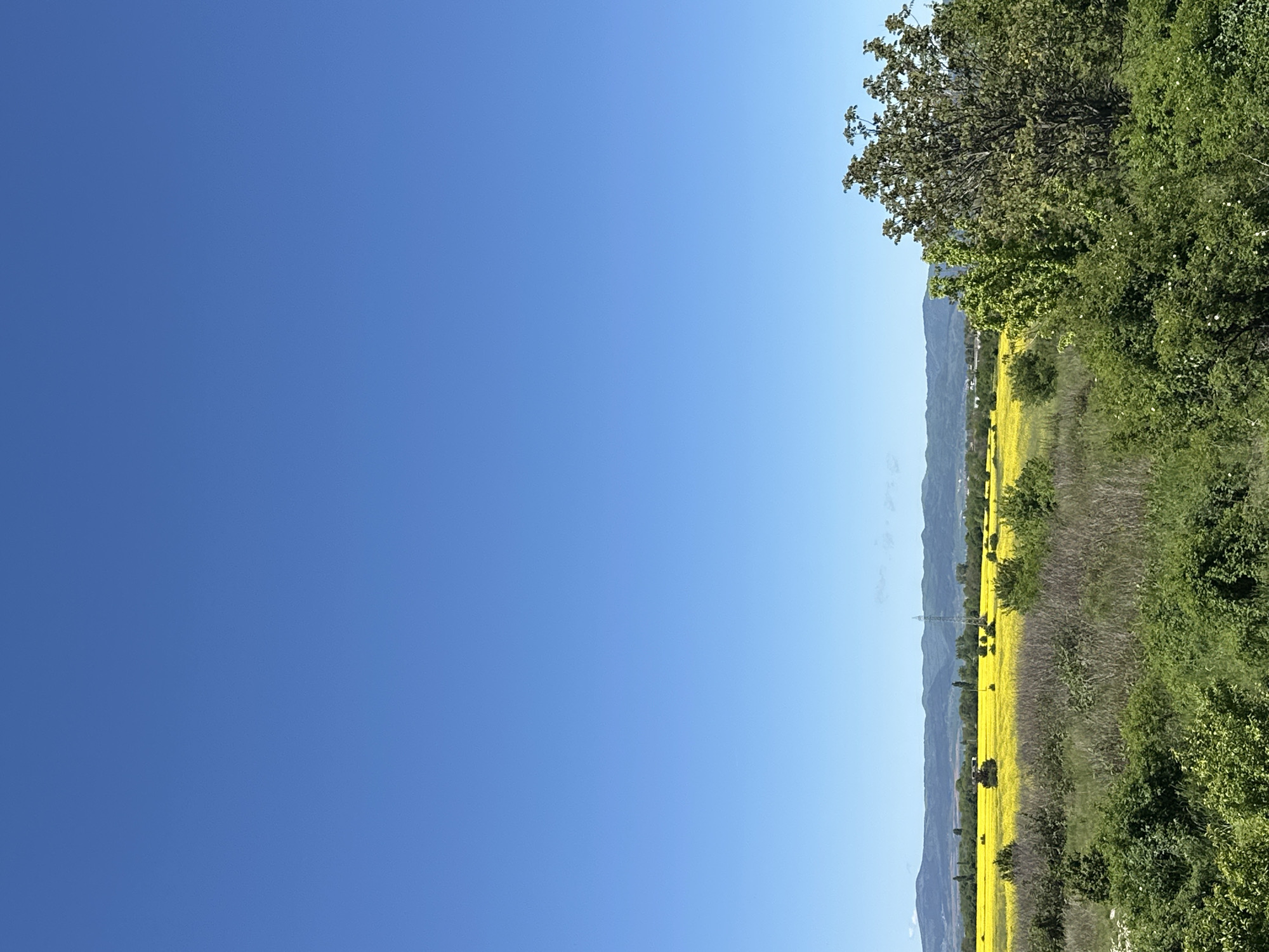 The image depicts a rural scene under a clear, bright blue sky. A field of yellow rapeseed stretches towards a backdrop of distant, hazy mountains. A power line tower is visible in the field. Lush green vegetation, including trees and bushes, lines the right side of the frame.
While it is difficult to be 100% certain with the data provided, this landscape shares characteristics with the agricultural areas surrounding Sofia, Bulgaria, particularly in the spring when rapeseed fields bloom. However, without more specific visual cues, this remains speculative.