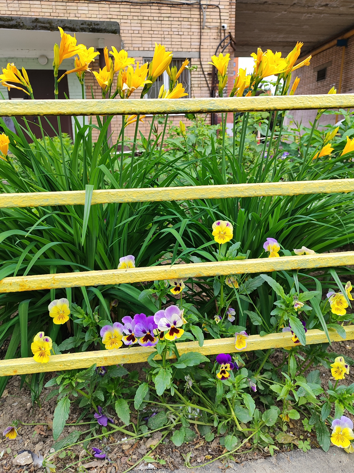 This close-up outdoor photograph captures a vibrant flower bed, likely situated in Shchyolkovo, Russia, next to a brick building. A prominent yellow metal fence, possibly a railing or barrier, runs horizontally across the midground, dividing the composition.
Behind the bright yellow fence, a dense cluster of tall green foliage, likely daylily leaves, supports numerous vivid yellow daylily flowers in bloom. These striking yellow blossoms rise above the fence line, with some still in bud form.
In front of the fence, and growing through its lower sections, a cheerful array of pansies flourishes. These pansies display a variety of colors, including bright yellow, deep purple, and bi-colored patterns of yellow and purple, with their distinctive dark 'faces' visible on some petals. The ground beneath the pansies consists of visible soil mixed with small pebbles.
In the background, a light brown brick building is partially visible, with a concrete overhang or balcony structure above. The scene is illuminated by natural daylight, suggesting it was taken during the day under clear or partly cloudy skies. There are no people or specific activities depicted, focusing instead on the colorful flora and the architectural backdrop. No visible text is present in the image.