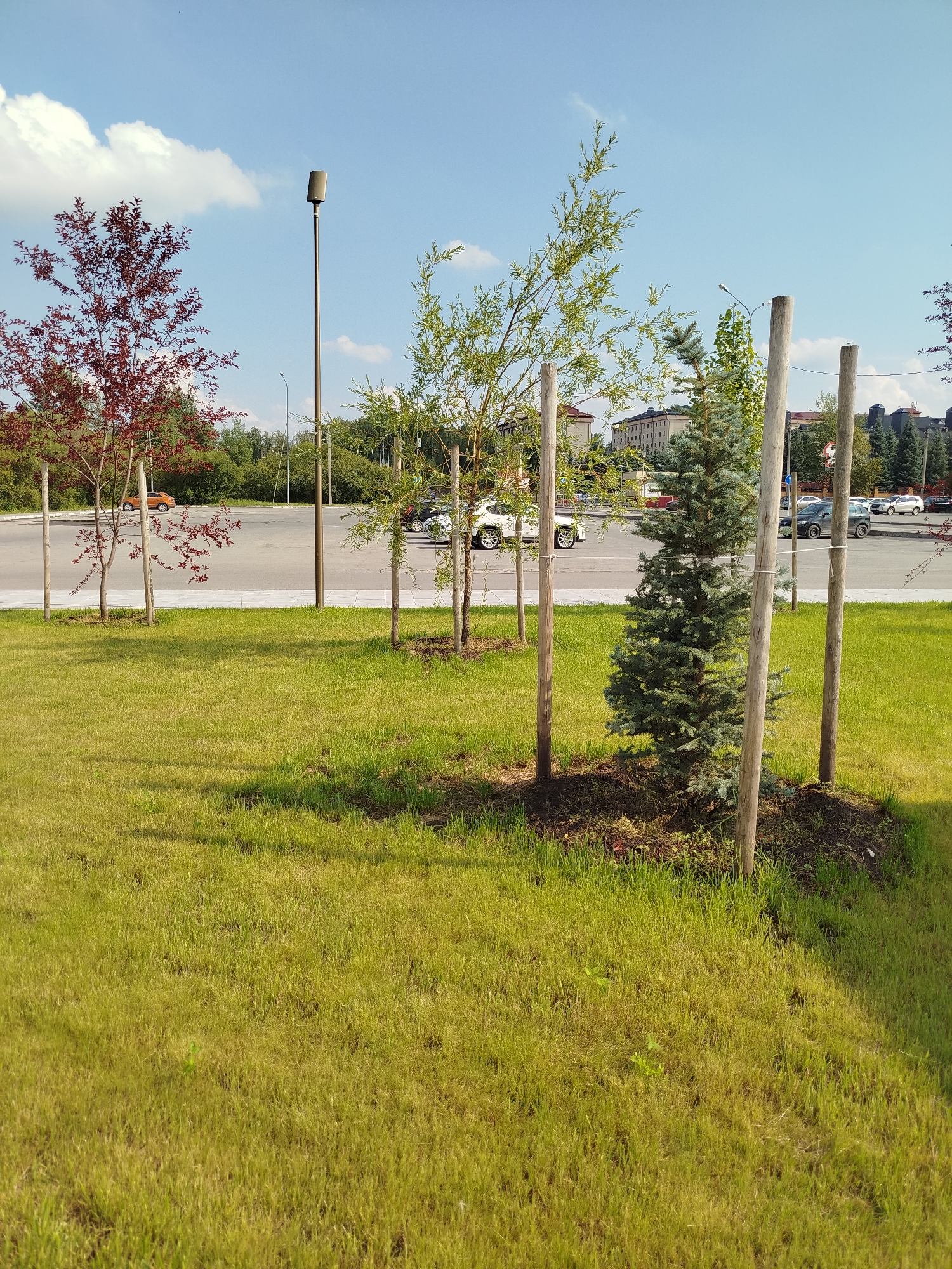 The image depicts a sunny day in Tyumen, Russia, with a clear blue sky and scattered white clouds. In the foreground, a well-maintained lawn with patchy sunlight and shadow transitions to a paved area with several young trees. These trees, including a red-leafed variety and a small conifer, are supported by wooden stakes. Beyond the paved area, a street is visible with parked cars and a street lamp. In the background, buildings of varying heights and trees form the city skyline. The overall impression is of a park or a well-landscaped urban area.